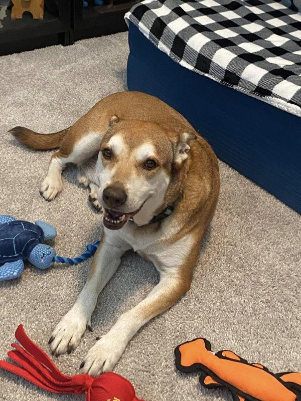 Teddy Bear — thumbnail 4