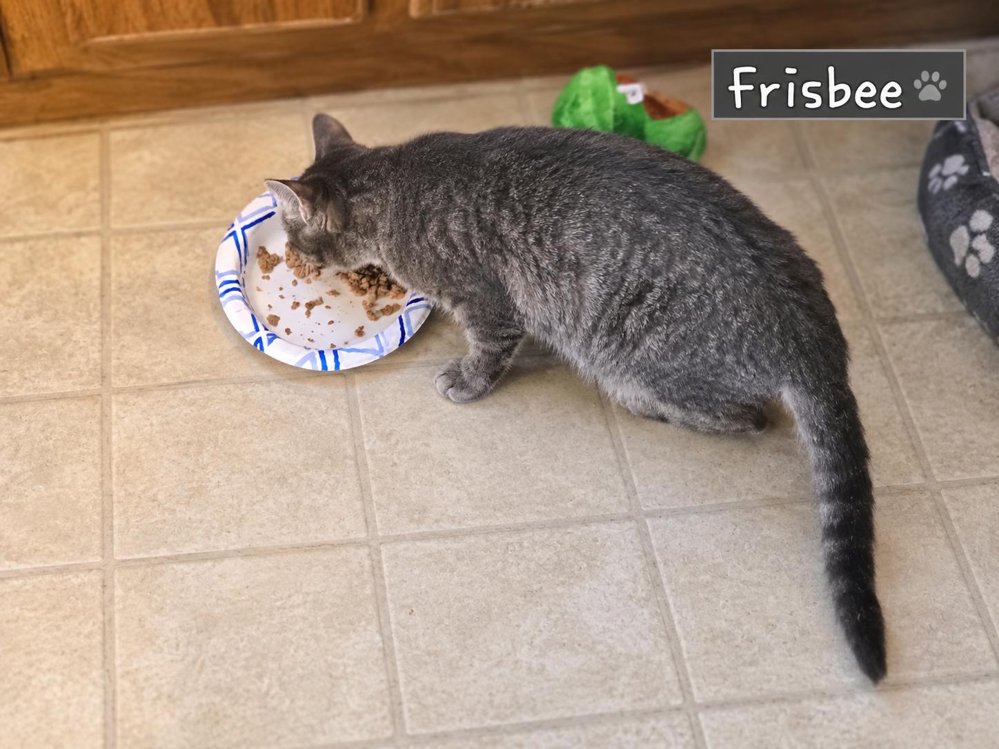 Frisbee - Not at shelter (Shannon), Adoptable, Kitten Female Domestic Short Hair.
