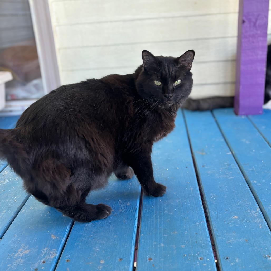 Baby, Adoptable, Adult Male Domestic Long Hair.