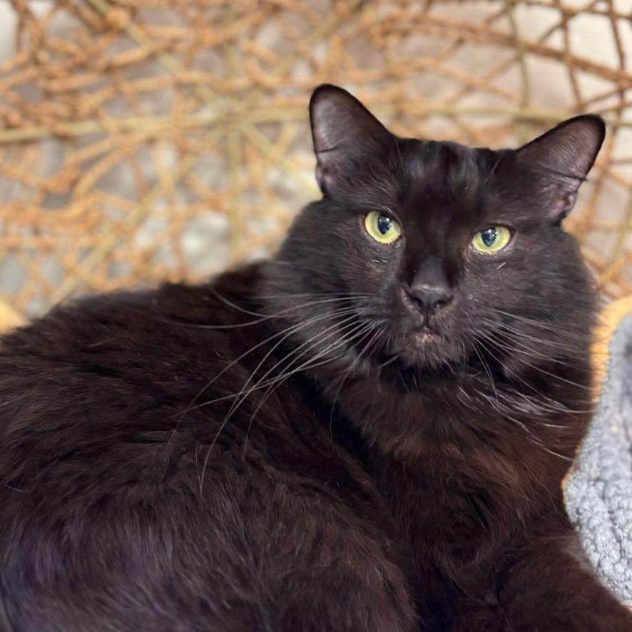 Enlarge Baby, a Adoptable Domestic Long Hair in Midland, TX image 1/2