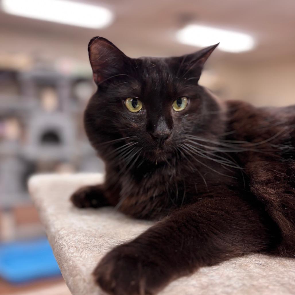 Enlarge Baby, a Adoptable Domestic Long Hair in Midland, TX image 2/2