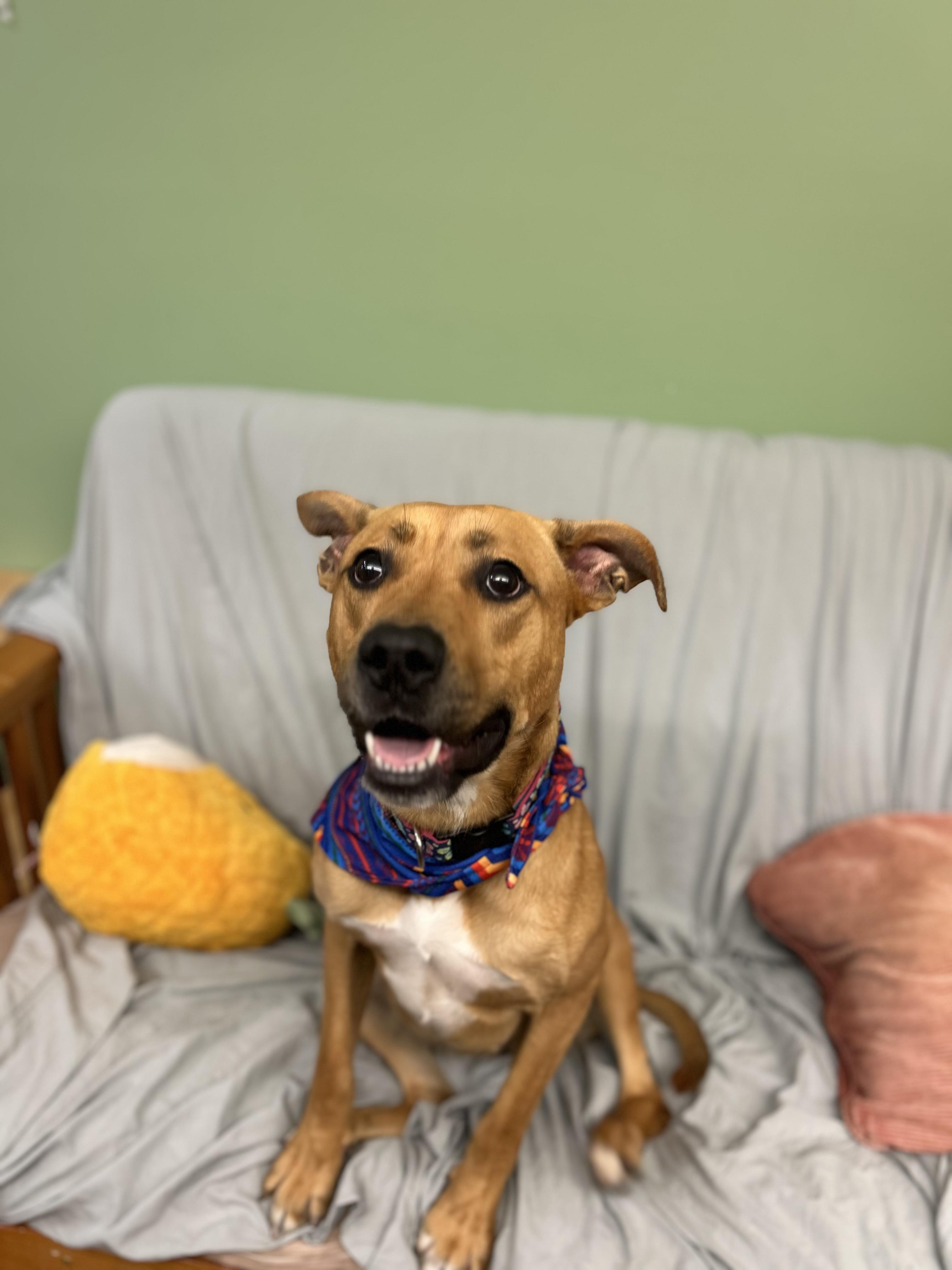 Molly may , a ADOPTABLE Mixed Breed in Howes Cave, NY image 5/6