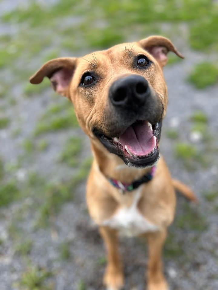 Molly may , ADOPTABLE, Adult Female Mixed Breed.