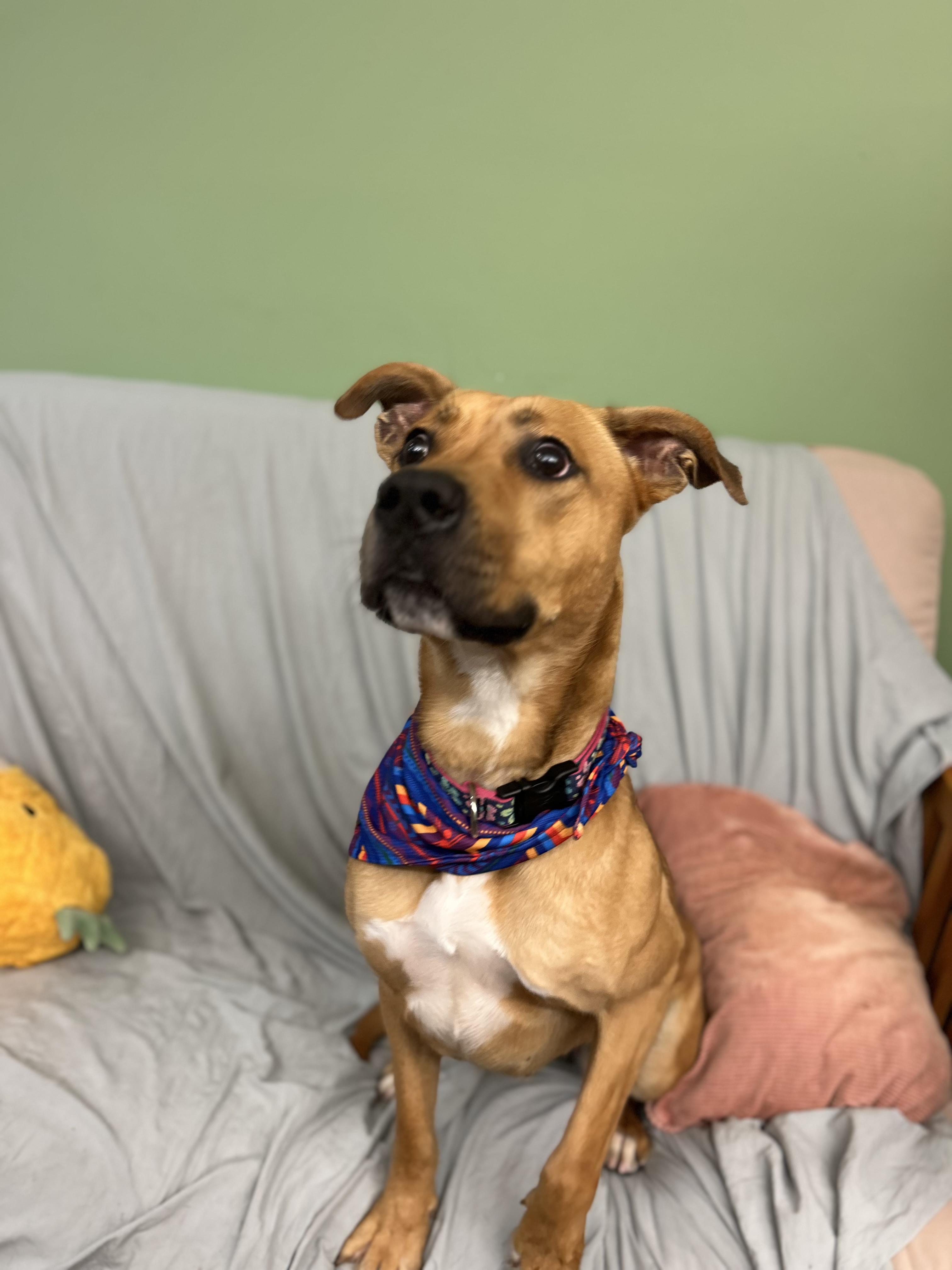 Molly may , a ADOPTABLE Mixed Breed in Howes Cave, NY image 4/6