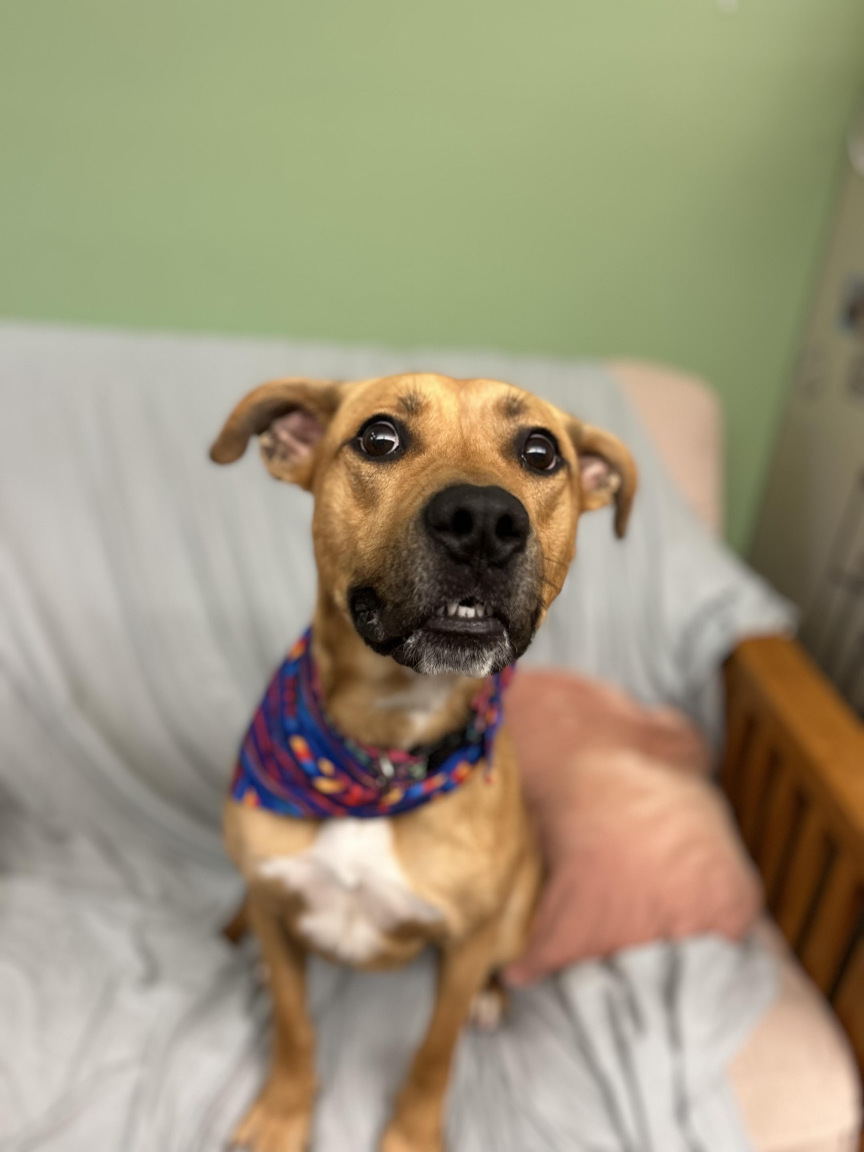 Molly may , a ADOPTABLE Mixed Breed in Howes Cave, NY image 1/6