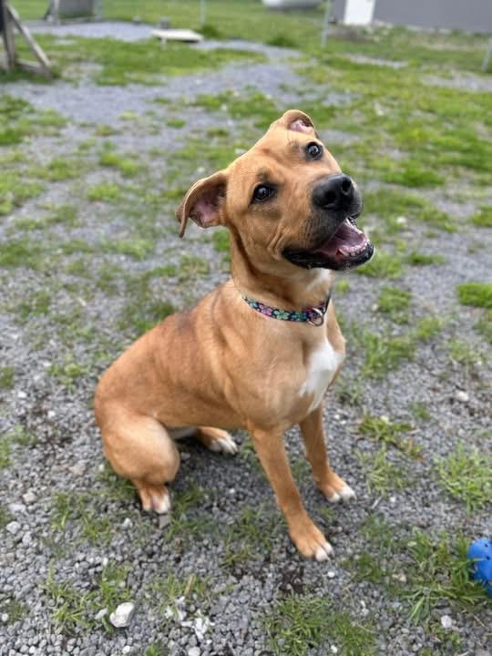 Molly may , a ADOPTABLE Mixed Breed in Howes Cave, NY image 2/2