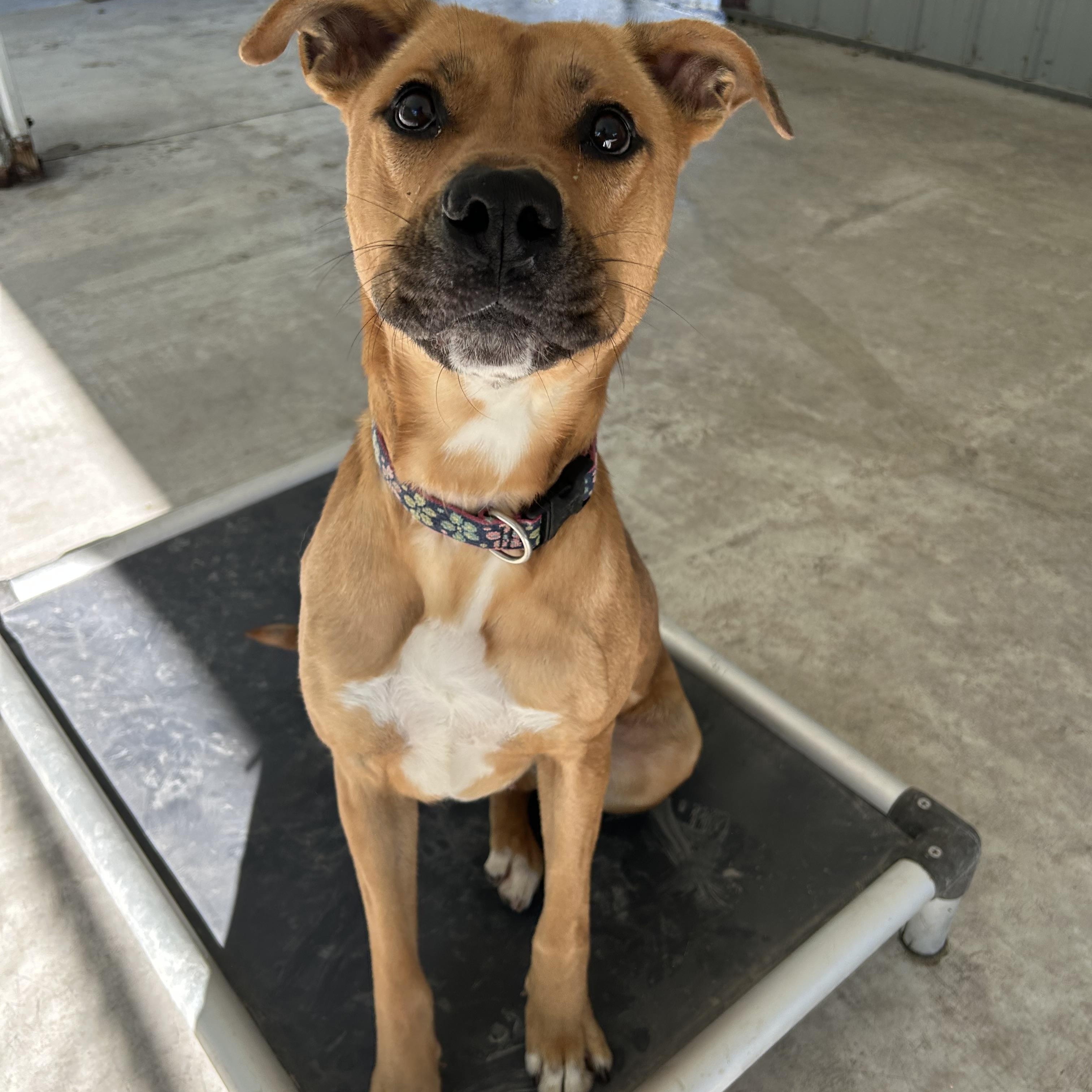 Enlarge Molly may , a Adoptable Mixed Breed in Howes Cave, NY image 5/6
