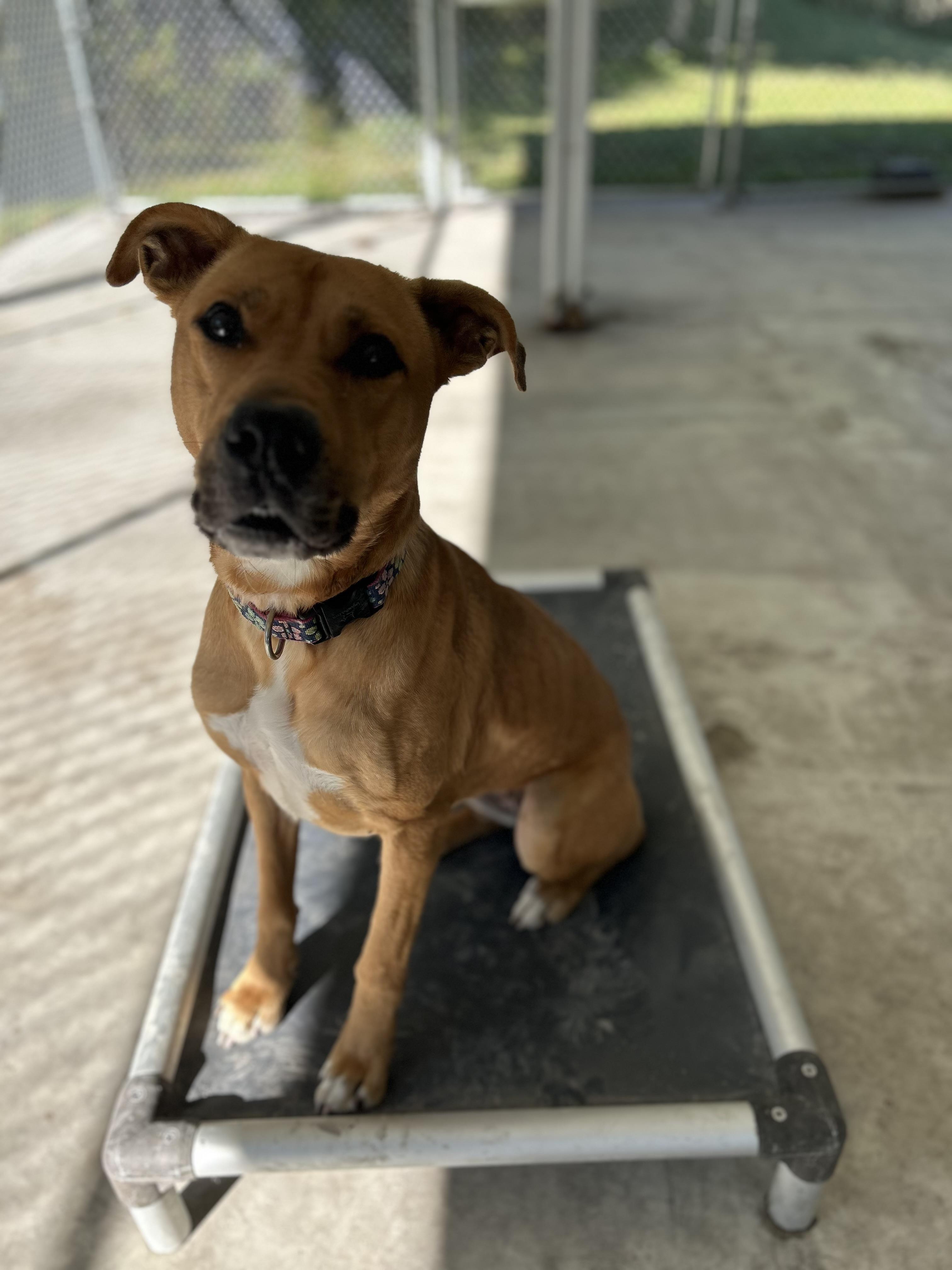 Enlarge Molly may , a Adoptable Mixed Breed in Howes Cave, NY image 6/6