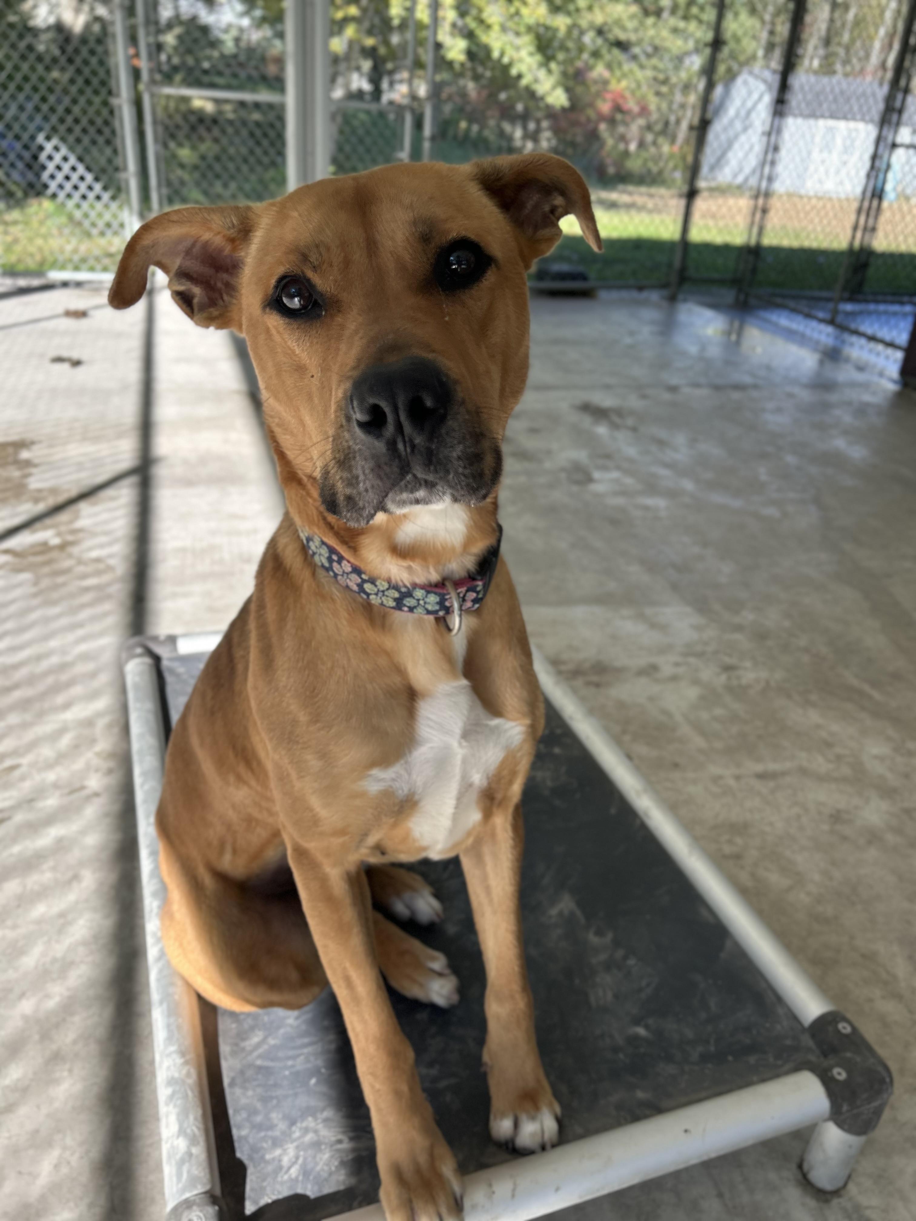 Enlarge Molly may , a Adoptable Mixed Breed in Howes Cave, NY image 2/6