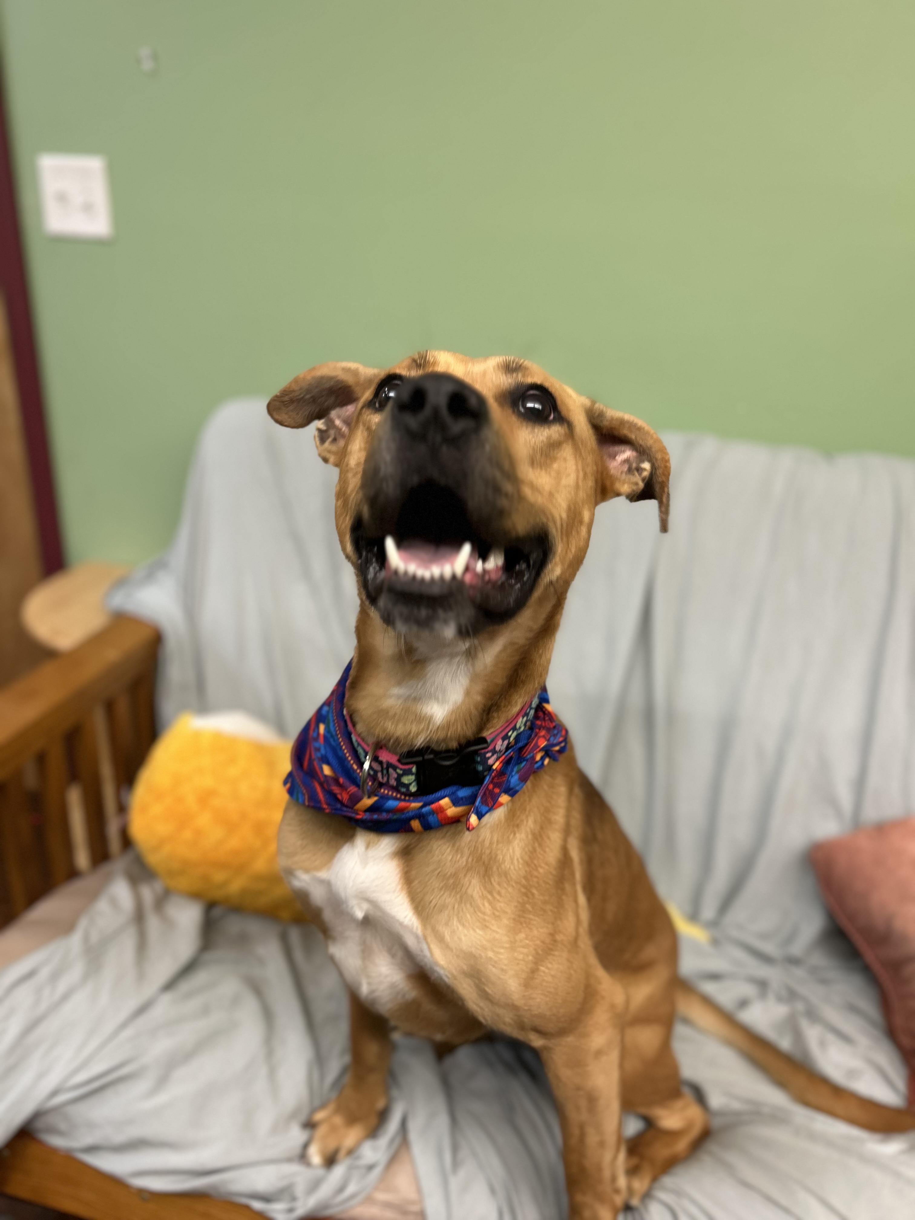 Molly may , a ADOPTABLE Mixed Breed in Howes Cave, NY image 6/6