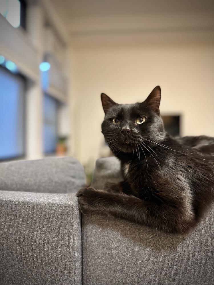 Enlarge Mika, a Adoptable mixed breed in New York, NY image 1/6