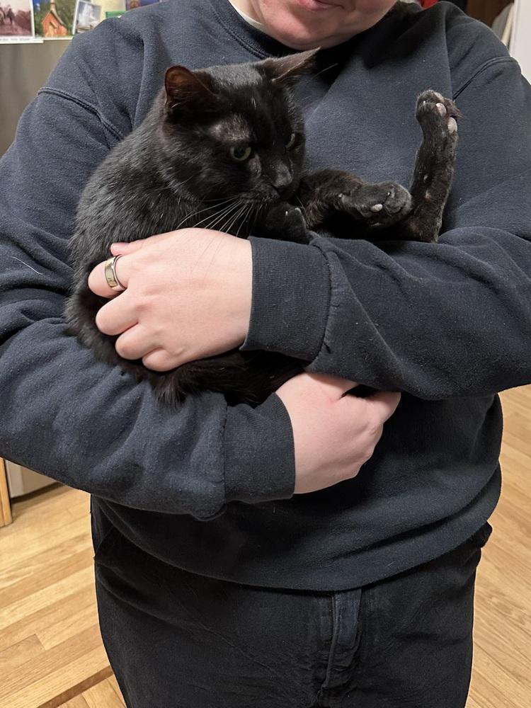 Enlarge Mika, a Adoptable mixed breed in New York, NY image 2/6