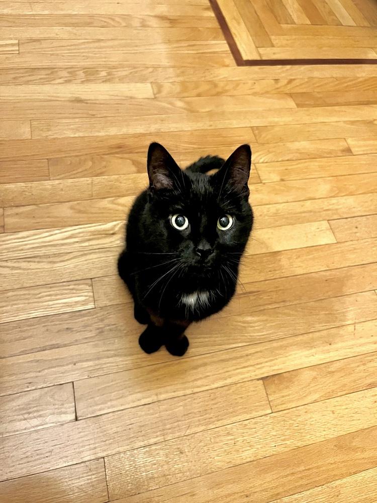 Enlarge Mika, a Adoptable mixed breed in New York, NY image 3/6