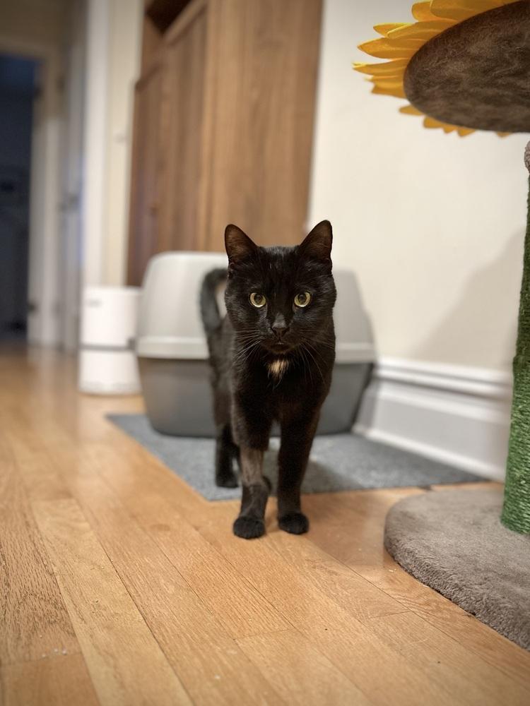 Enlarge Mika, a Adoptable mixed breed in New York, NY image 4/6