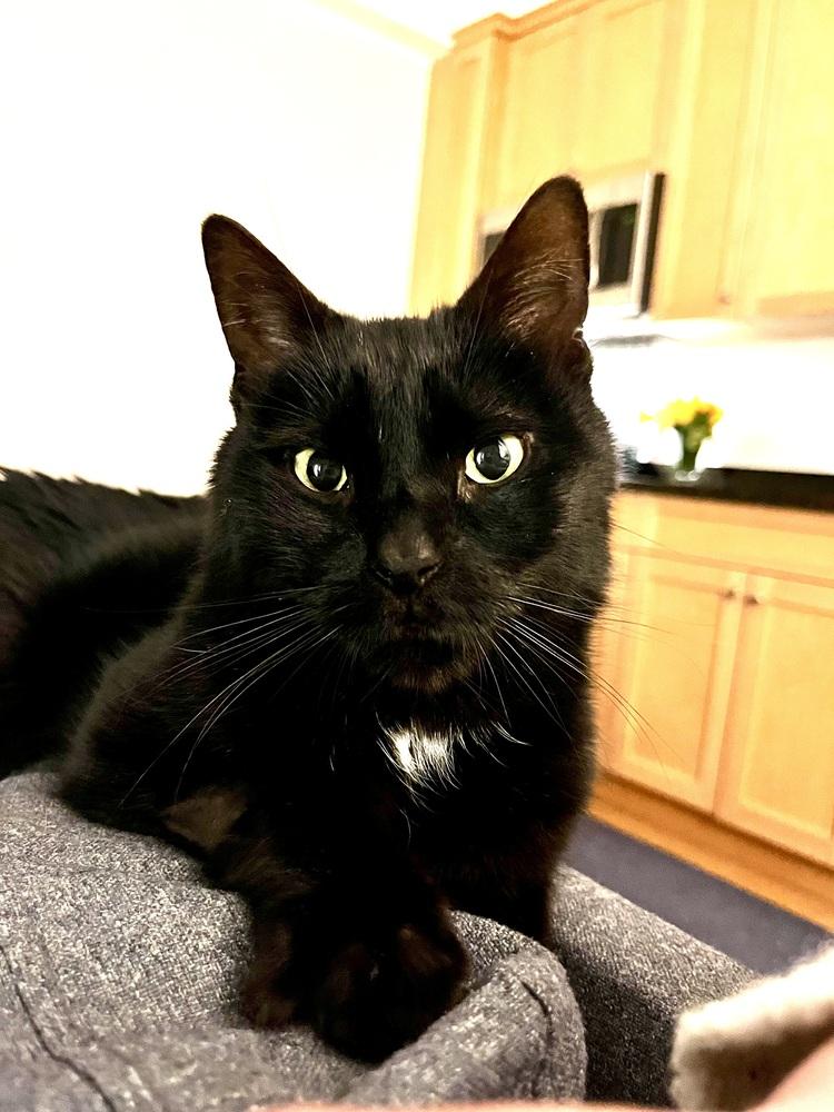 Enlarge Mika, a Adoptable mixed breed in New York, NY image 5/6