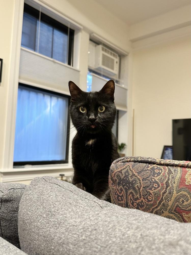 Enlarge Mika, a Adoptable mixed breed in New York, NY image 6/6