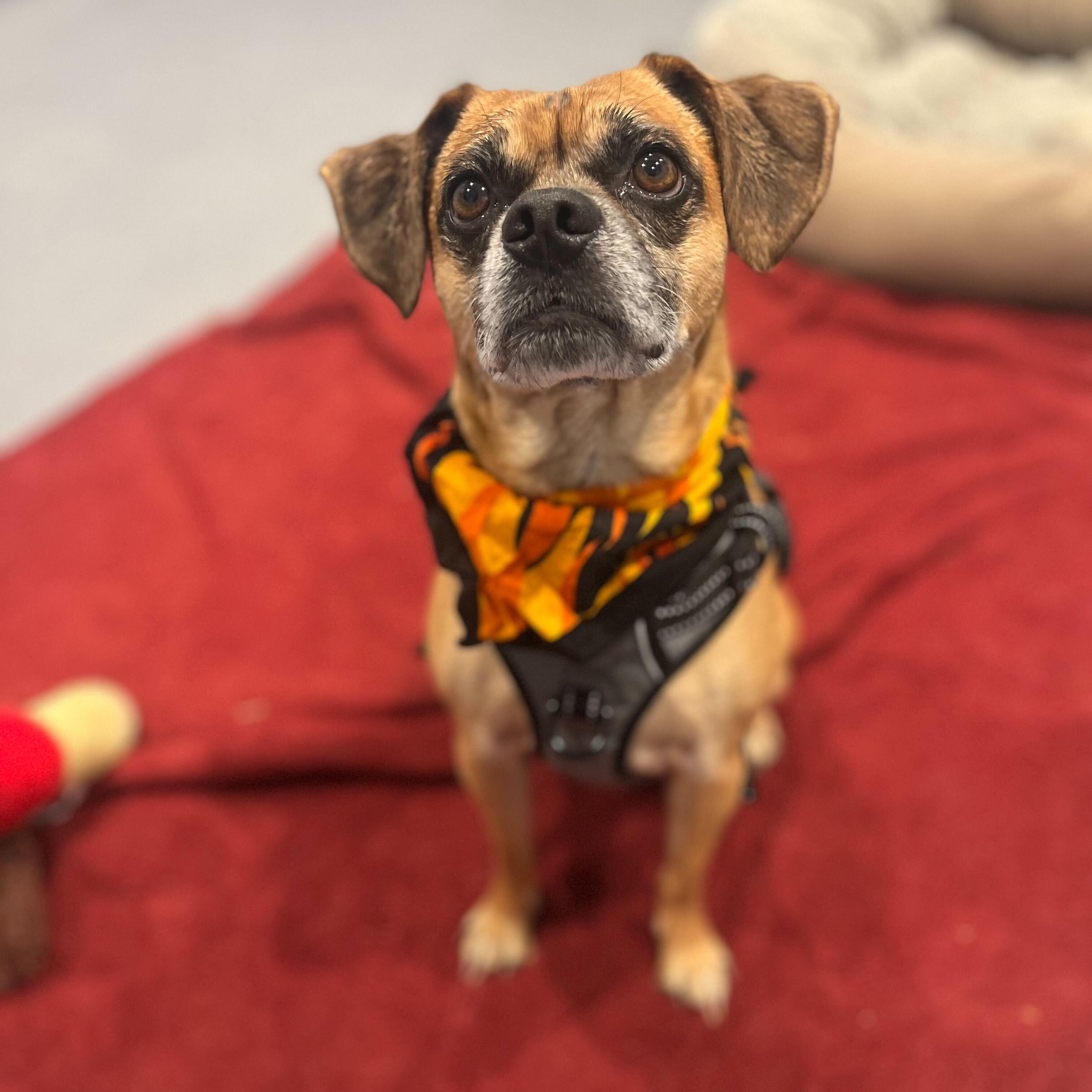 Hulk, an adoptable Pug, Beagle in Canal Winchester, OH, 43110 | Photo Image 5