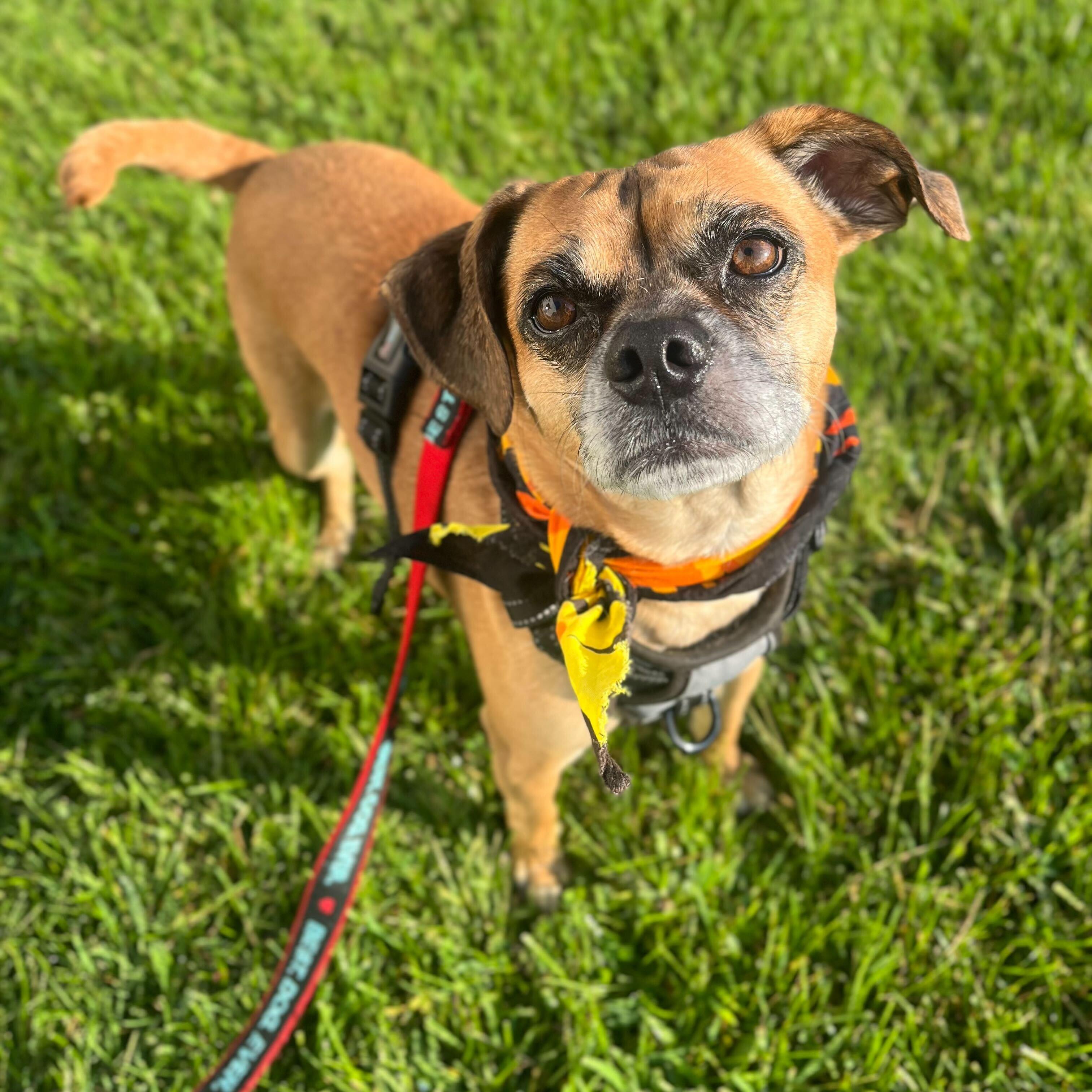 Hulk, an adoptable Pug, Beagle in Canal Winchester, OH, 43110 | Photo Image 1