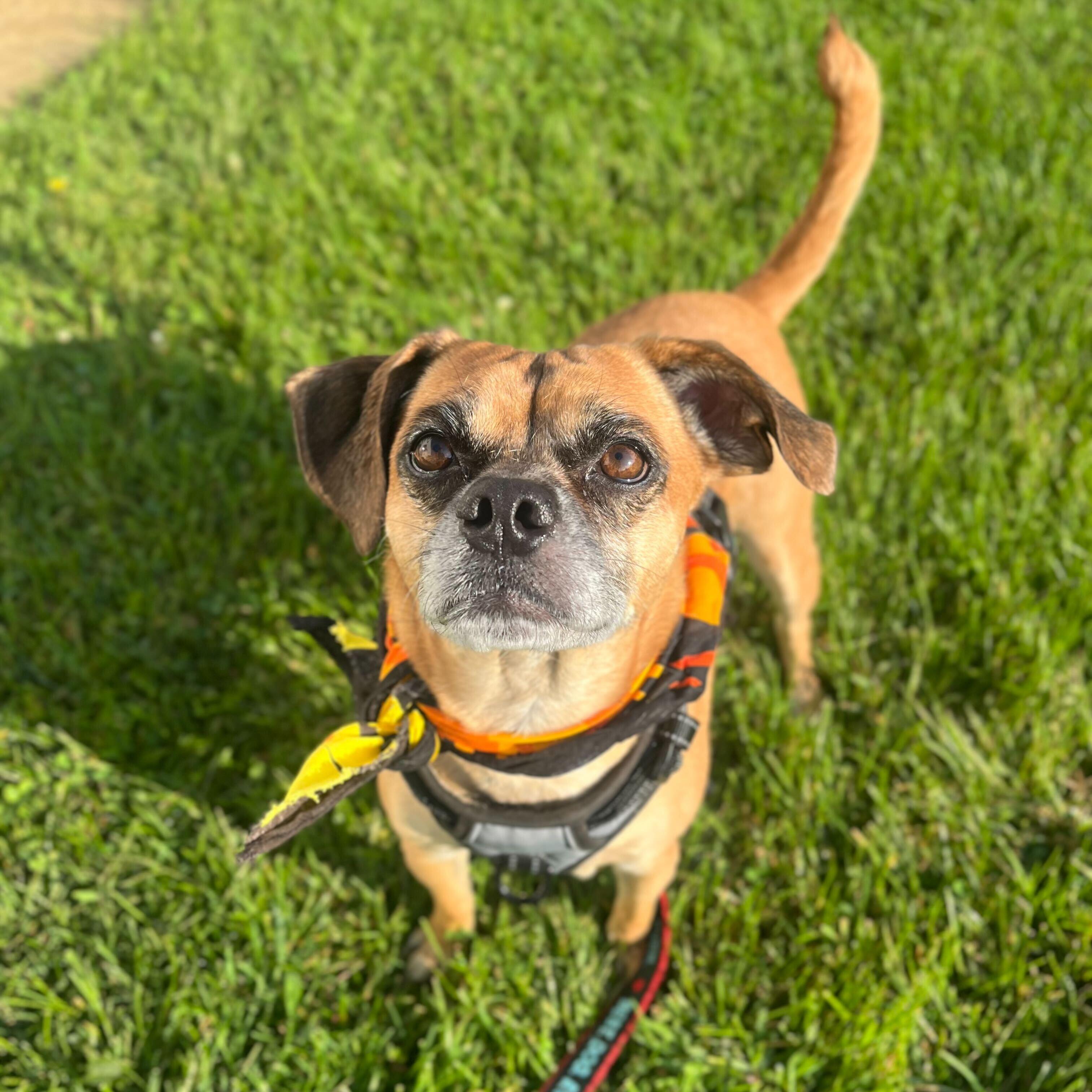 Hulk, an adoptable Pug, Beagle in Canal Winchester, OH, 43110 | Photo Image 2