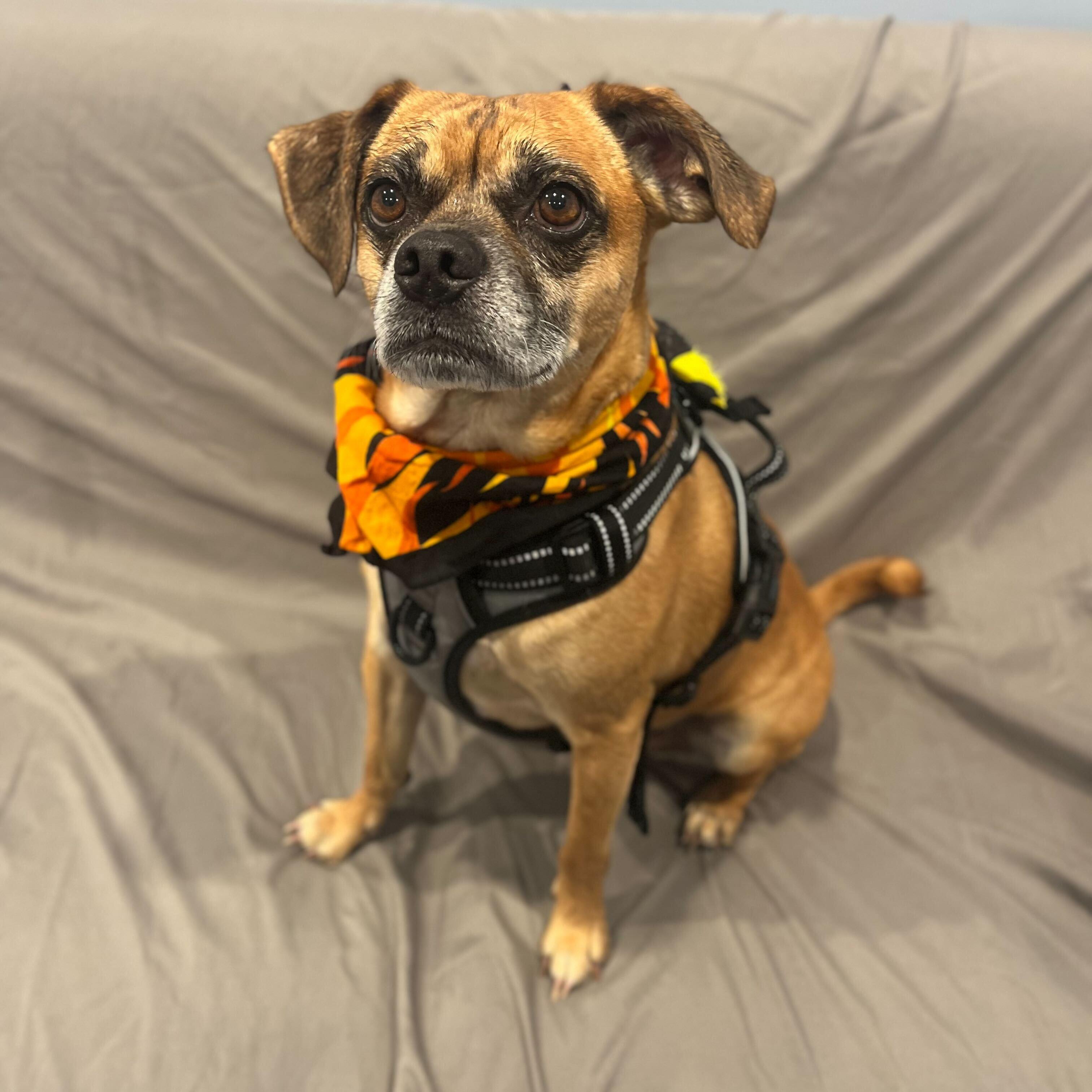 Hulk, an adoptable Pug, Beagle in Canal Winchester, OH, 43110 | Photo Image 3
