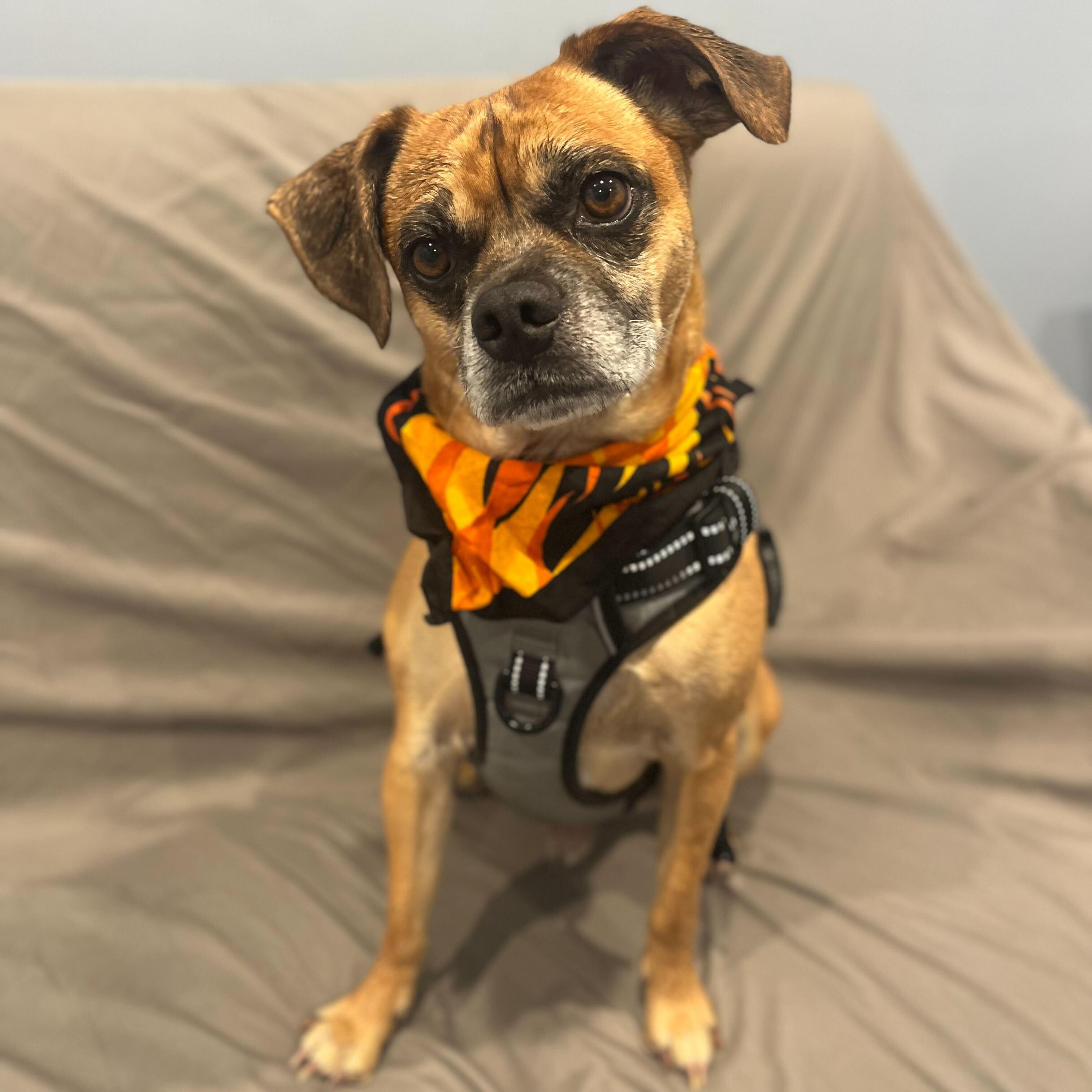 Hulk, an adoptable Pug, Beagle in Canal Winchester, OH, 43110 | Photo Image 4