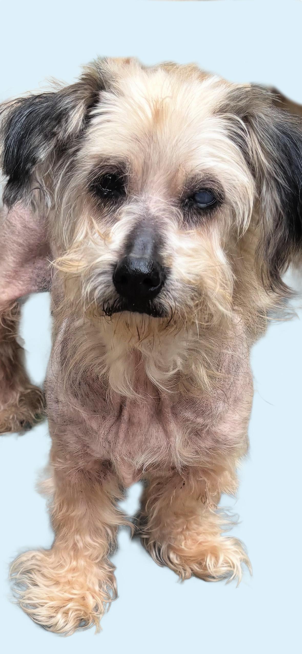 Enlarge Rose is quiet and well behaved, a Adoptable mixed breed in Redondo Beach, CA image 1/6