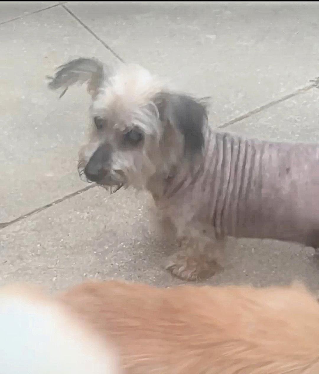 Enlarge Rose is quiet and well behaved, a Adoptable mixed breed in Redondo Beach, CA image 2/6