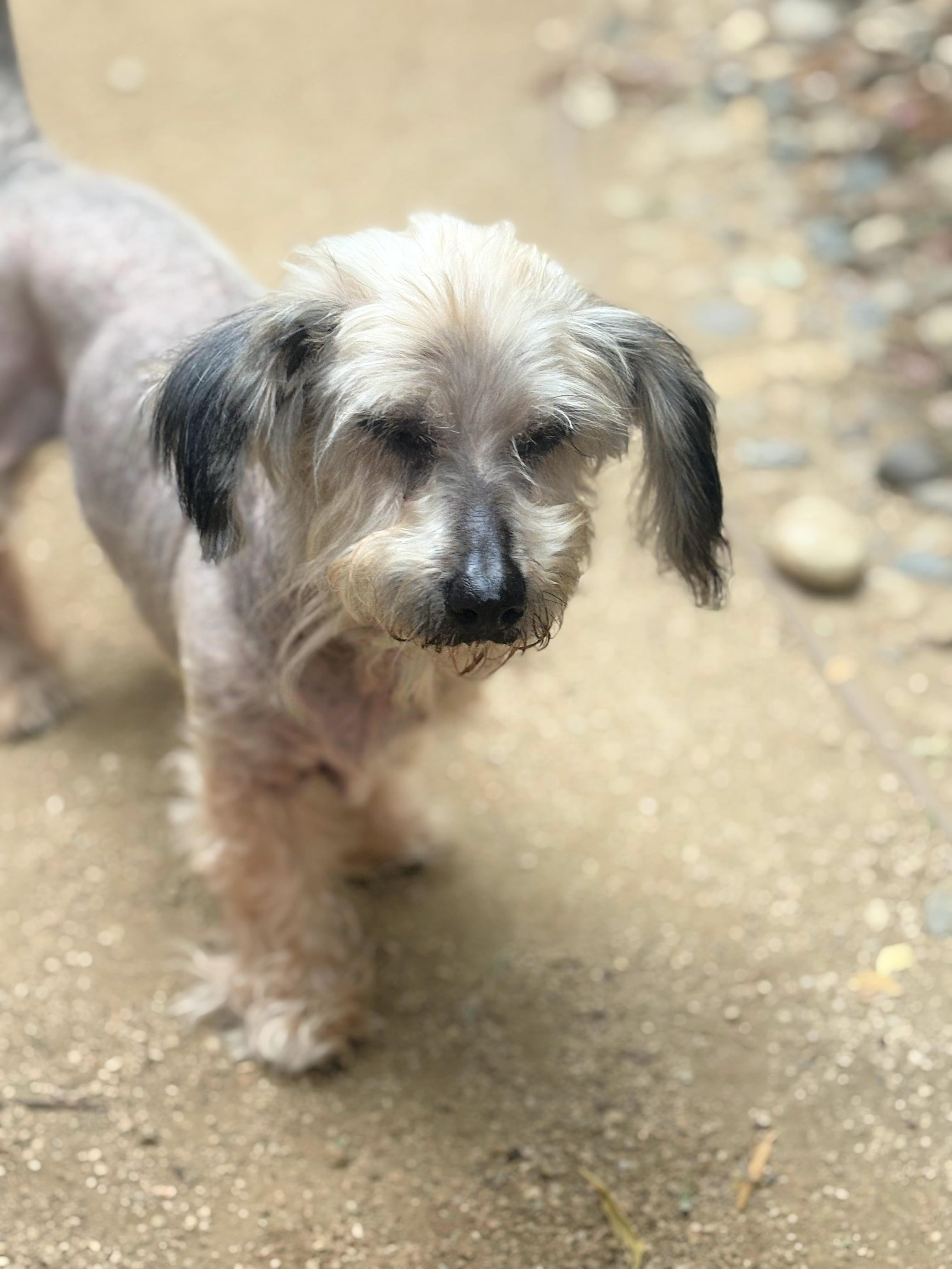 Enlarge Rose is quiet and well behaved, a Adoptable mixed breed in Redondo Beach, CA image 3/6