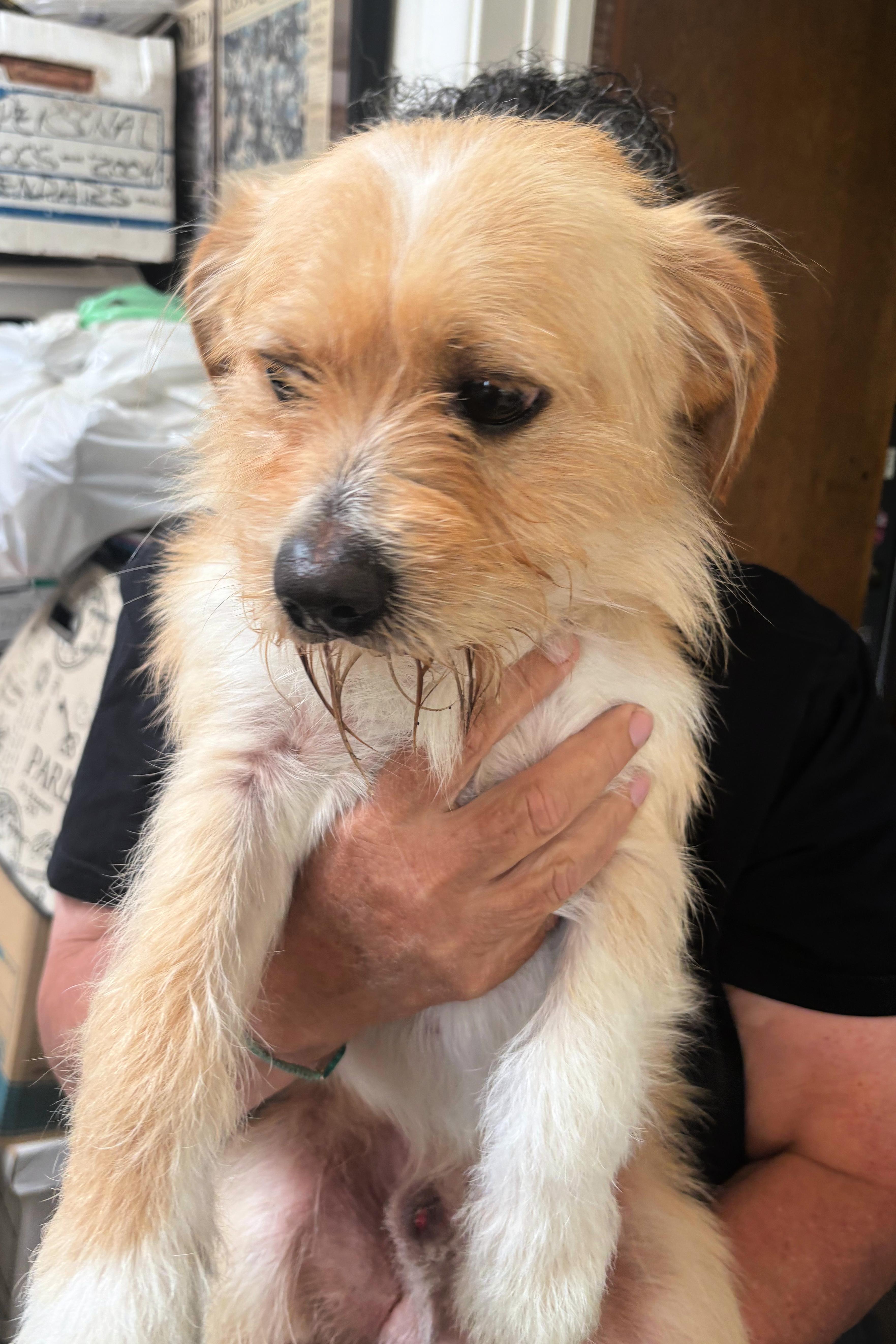 Enlarge Rose is quiet and well behaved, a Adoptable mixed breed in Redondo Beach, CA image 4/6