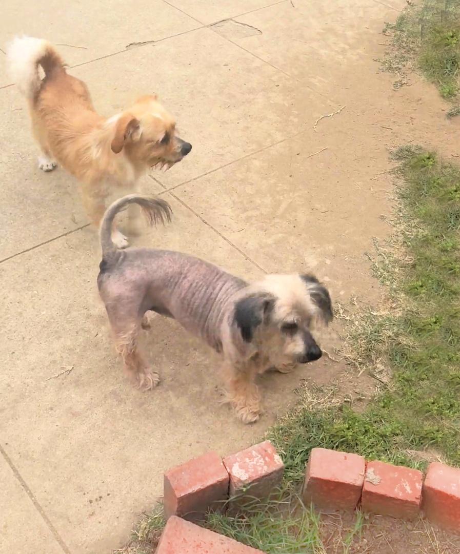 Enlarge Rose is quiet and well behaved, a Adoptable mixed breed in Redondo Beach, CA image 5/6