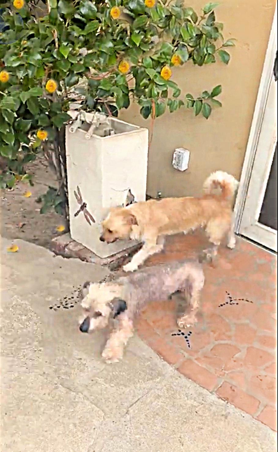 Enlarge Rose is quiet and well behaved, a Adoptable mixed breed in Redondo Beach, CA image 6/6