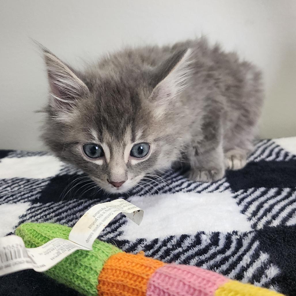 Donald Duck, a Adoptable Domestic Short Hair in Toledo, OH image 1/3