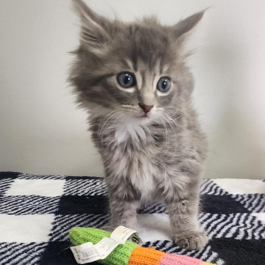 Donald Duck, a Adoptable Domestic Short Hair in Toledo, OH image 2/3