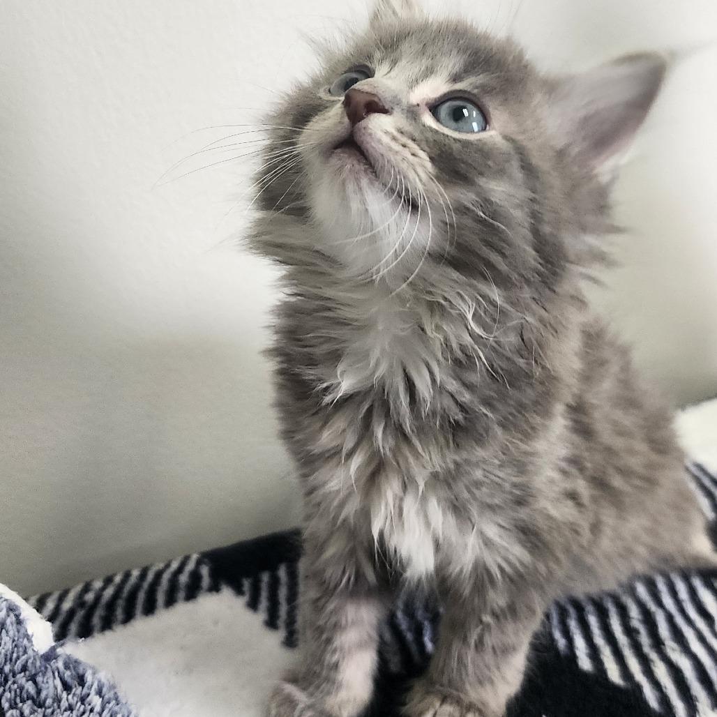Donald Duck, a Adoptable Domestic Short Hair in Toledo, OH image 3/3