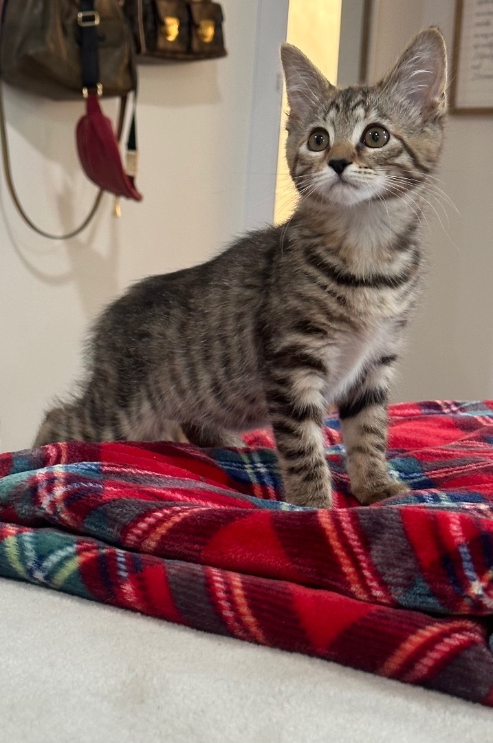 Enlarge Feisty Britches, a Adopted Domestic Short Hair in Monticello, IN image 1/4