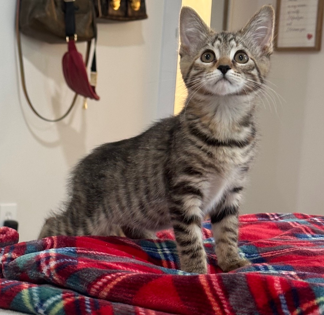 Enlarge Feisty Britches, a Adopted Domestic Short Hair in Monticello, IN image 2/4
