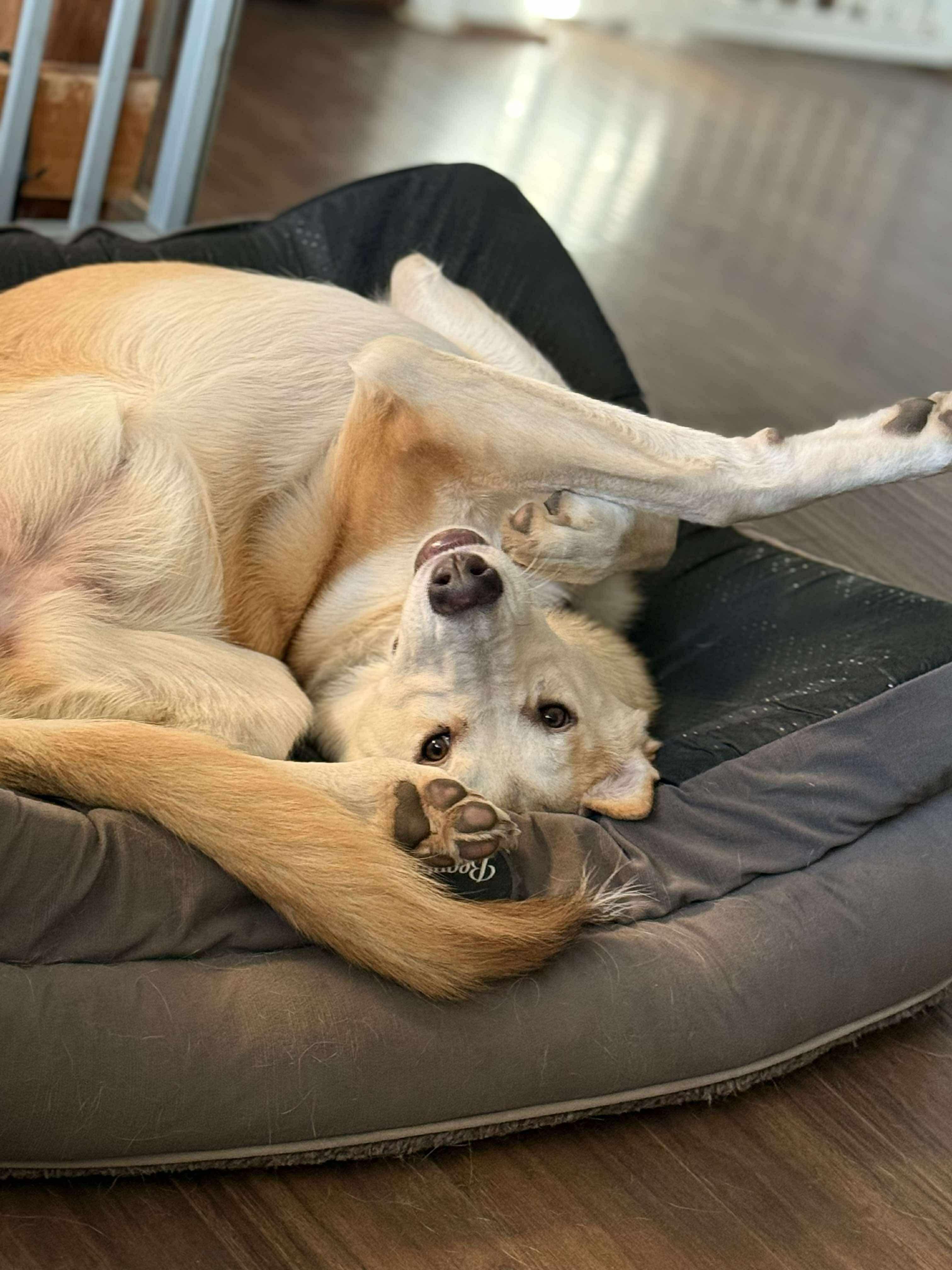 Chanel, a Adoptable mixed breed in Argyle, NY image 3/6