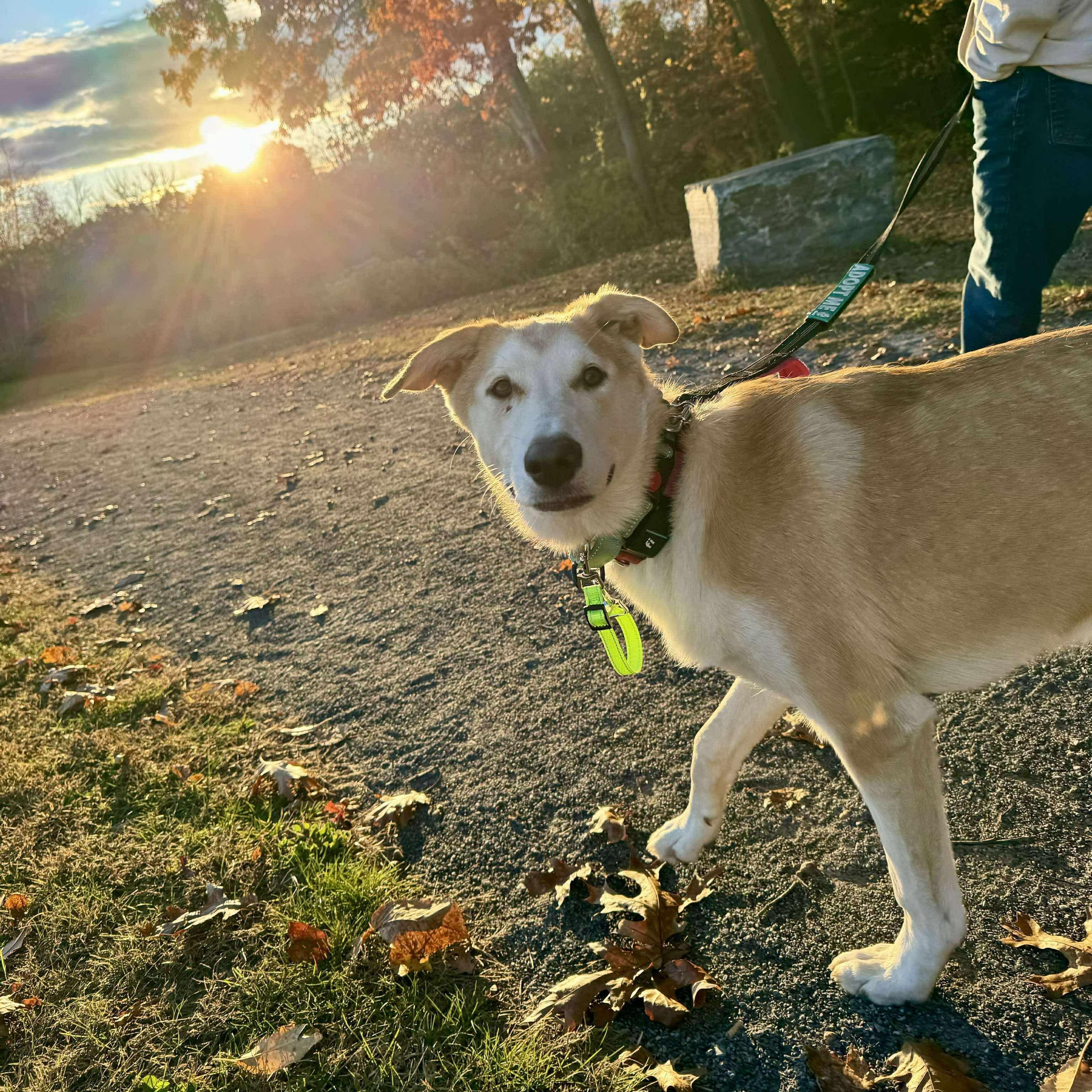 Chanel, a Adoptable mixed breed in Argyle, NY image 4/6