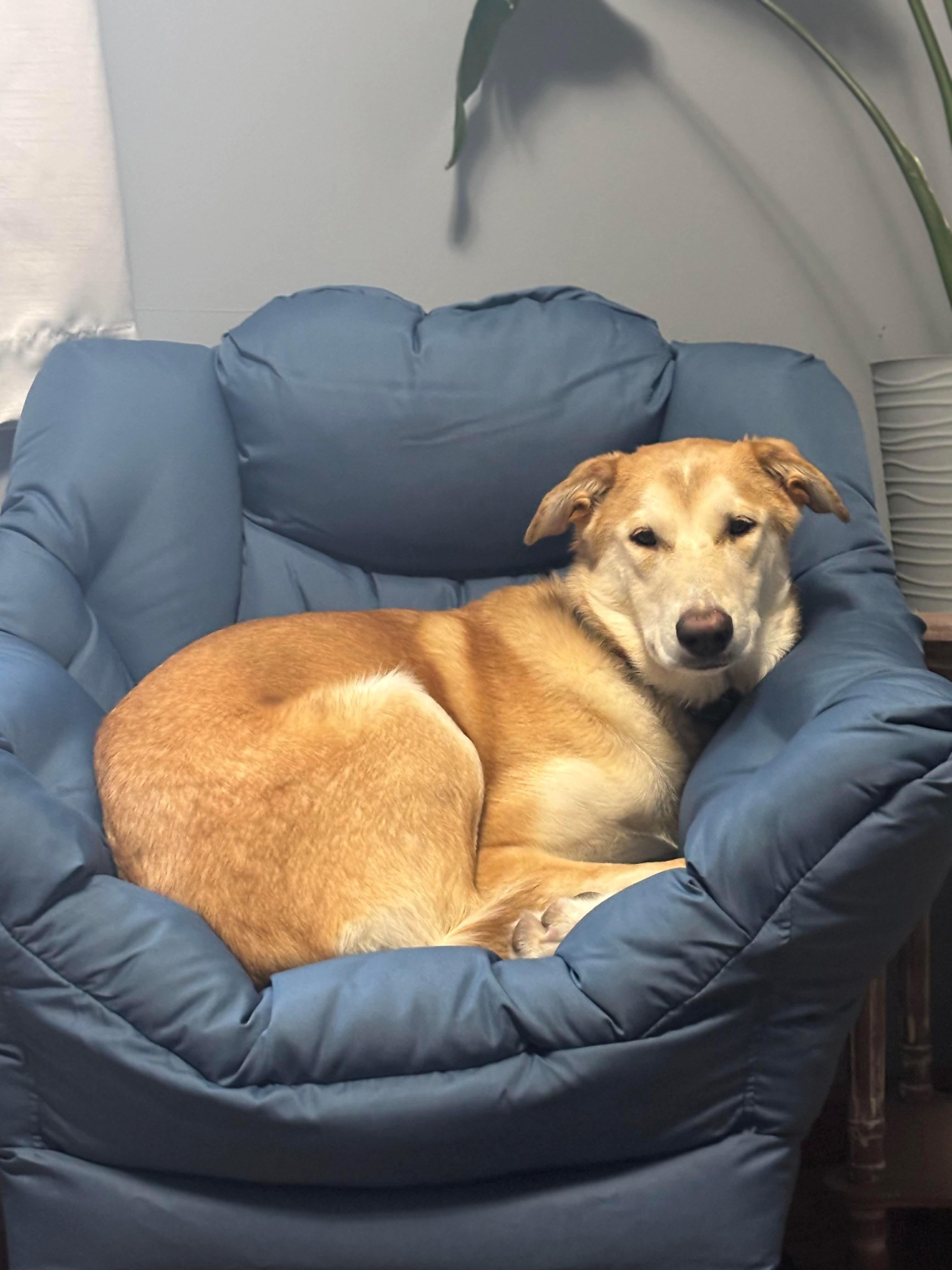 Chanel, Adoptable, Puppy Female Shepherd & Husky.