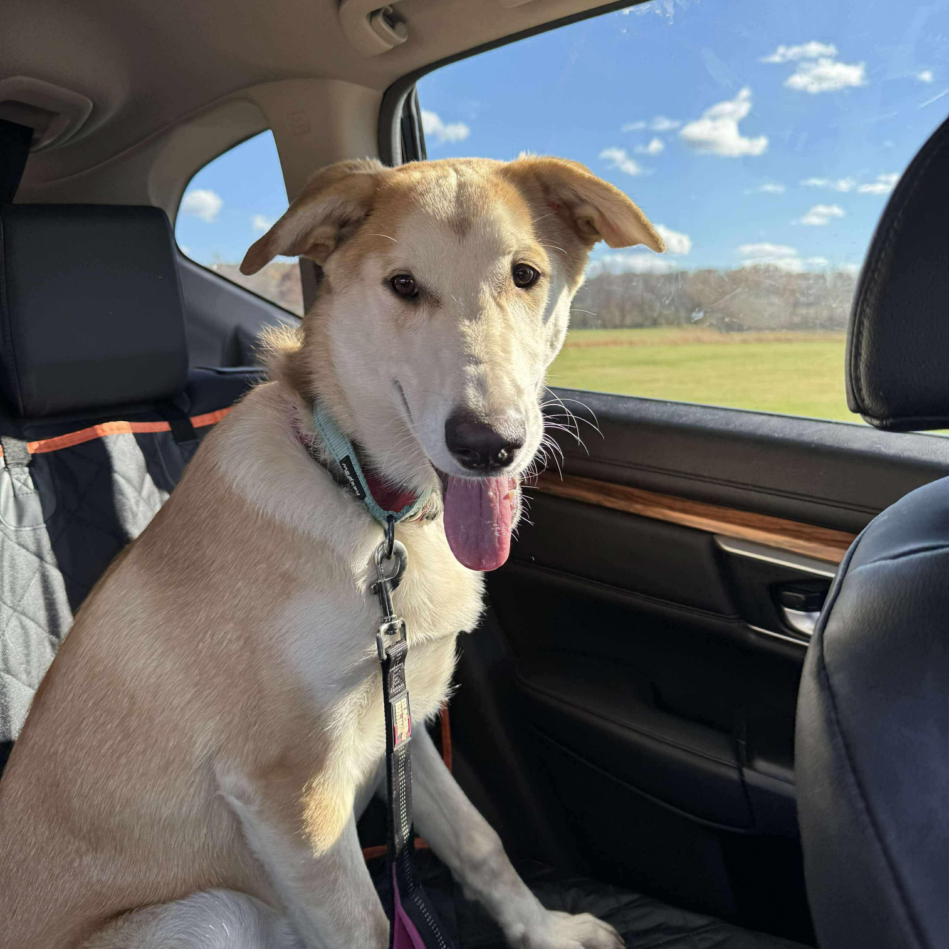 Chanel, Adoptable, Young Female Shepherd & Husky.