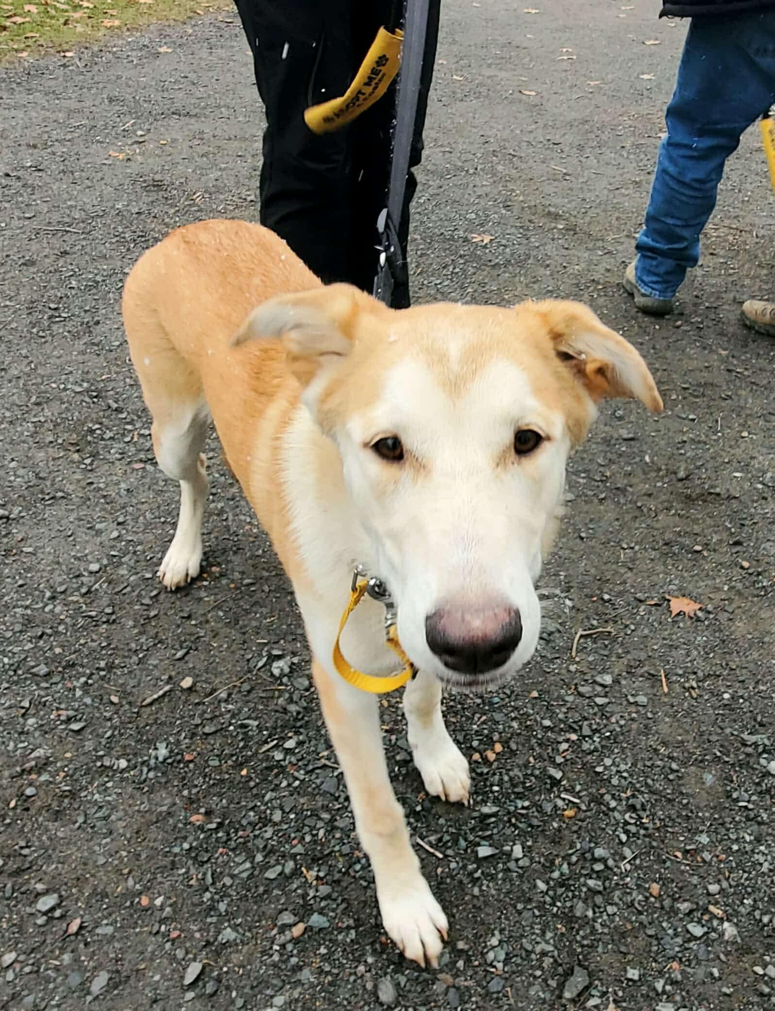 Chanel, a Adoptable mixed breed in Argyle, NY image 5/6