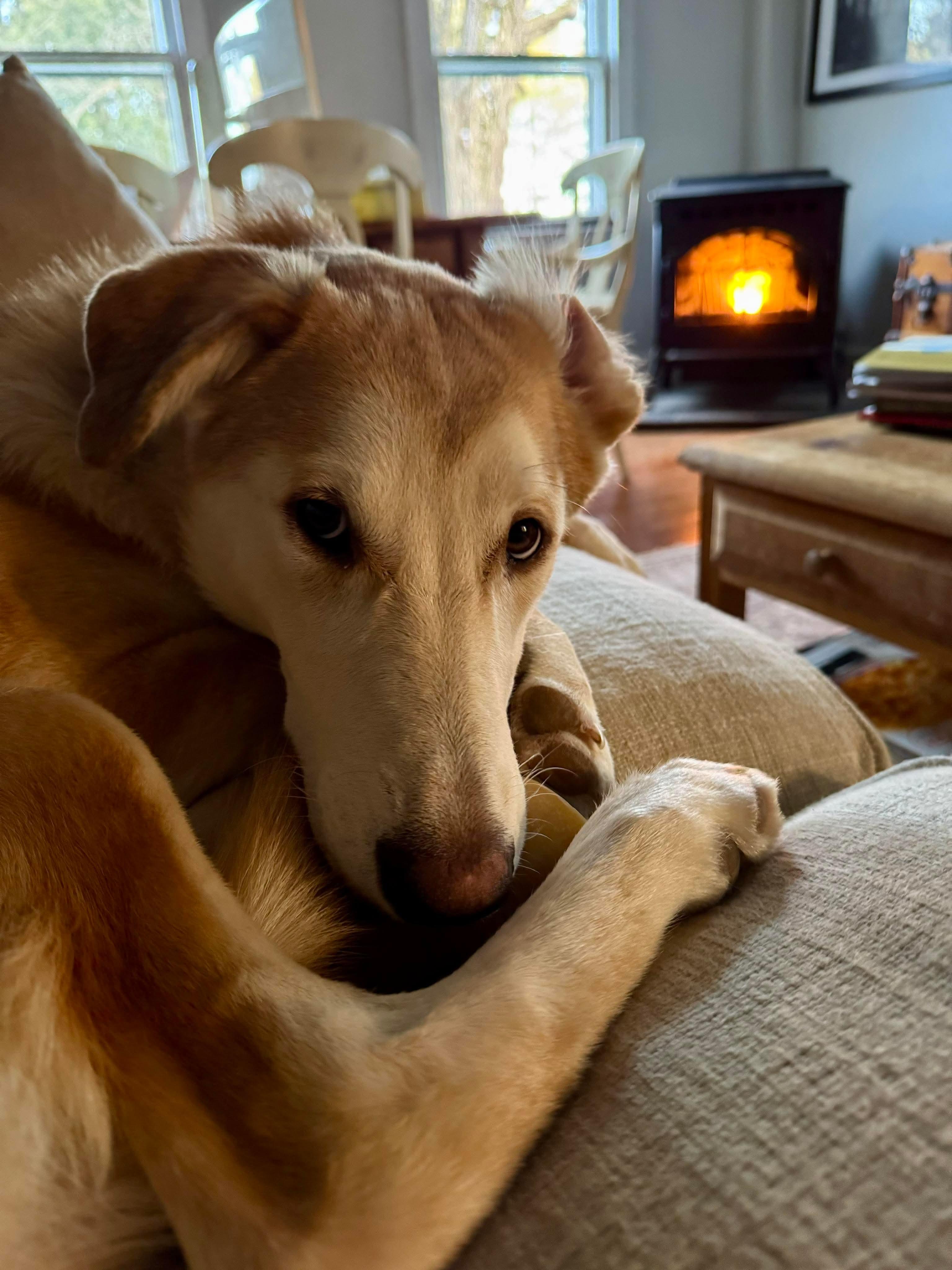 Chanel, a Adoptable mixed breed in Argyle, NY image 1/6