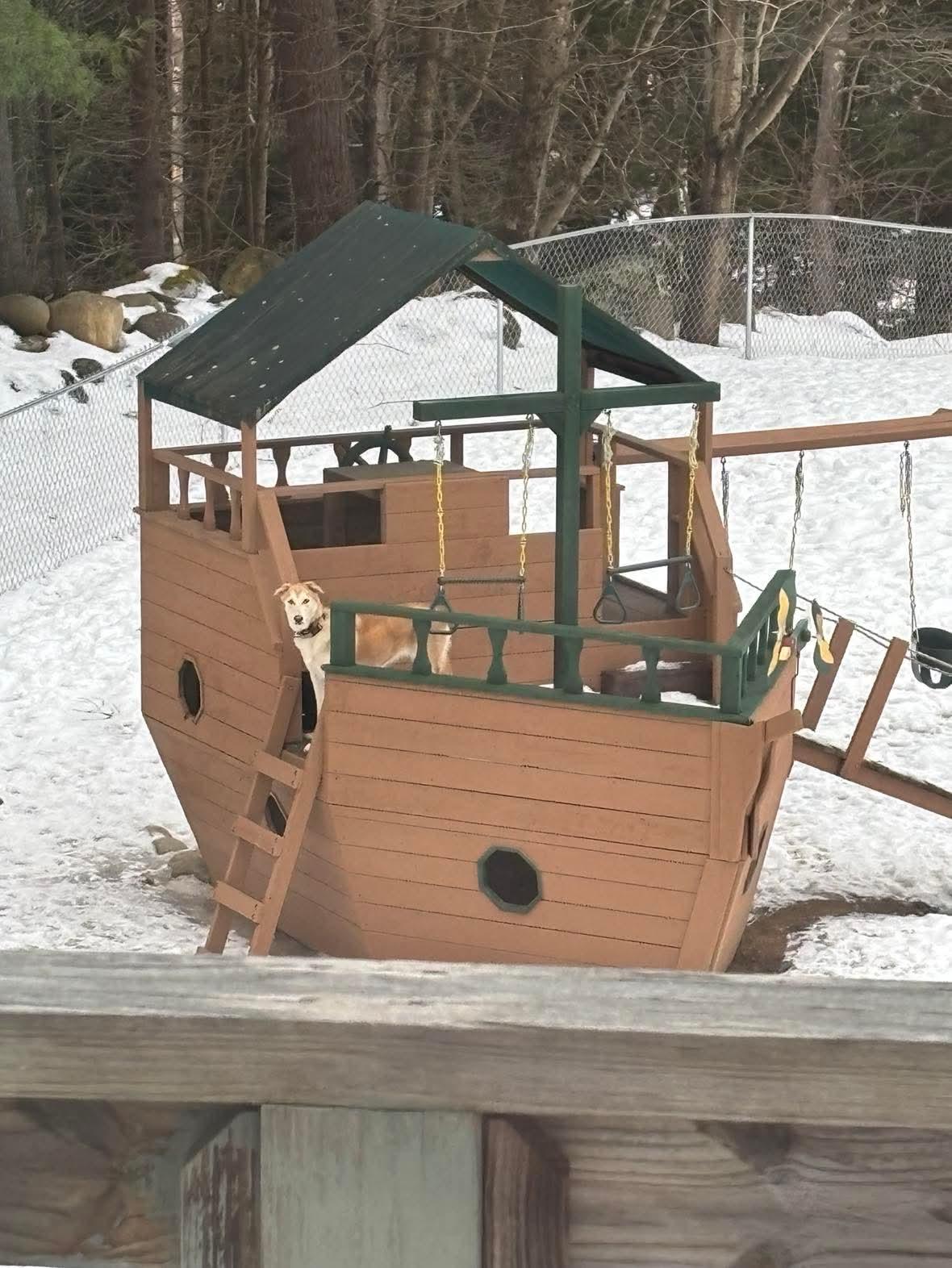 Enlarge Chanel, an adopted mixed breed in Argyle, NY image 5/6