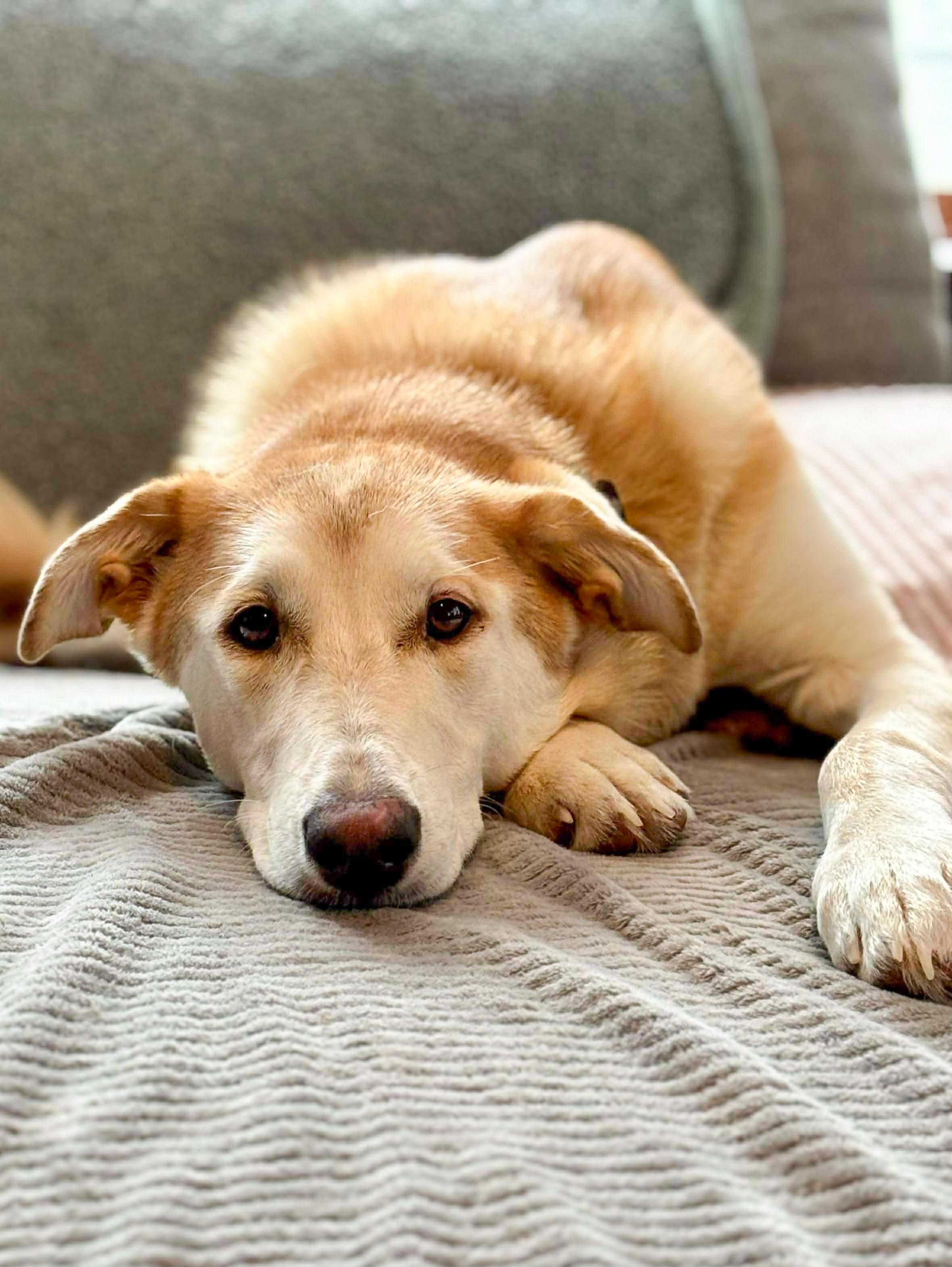 Enlarge Chanel, an adopted mixed breed in Argyle, NY image 1/6