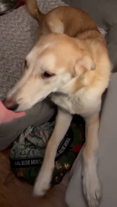 Enlarge Chanel, an adopted mixed breed in Argyle, NY video 6/6