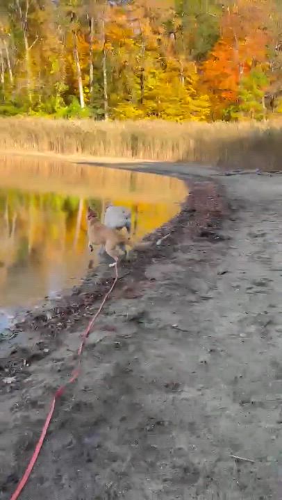 Enlarge Chanel, a Adoptable mixed breed in Argyle, NY video 6/6