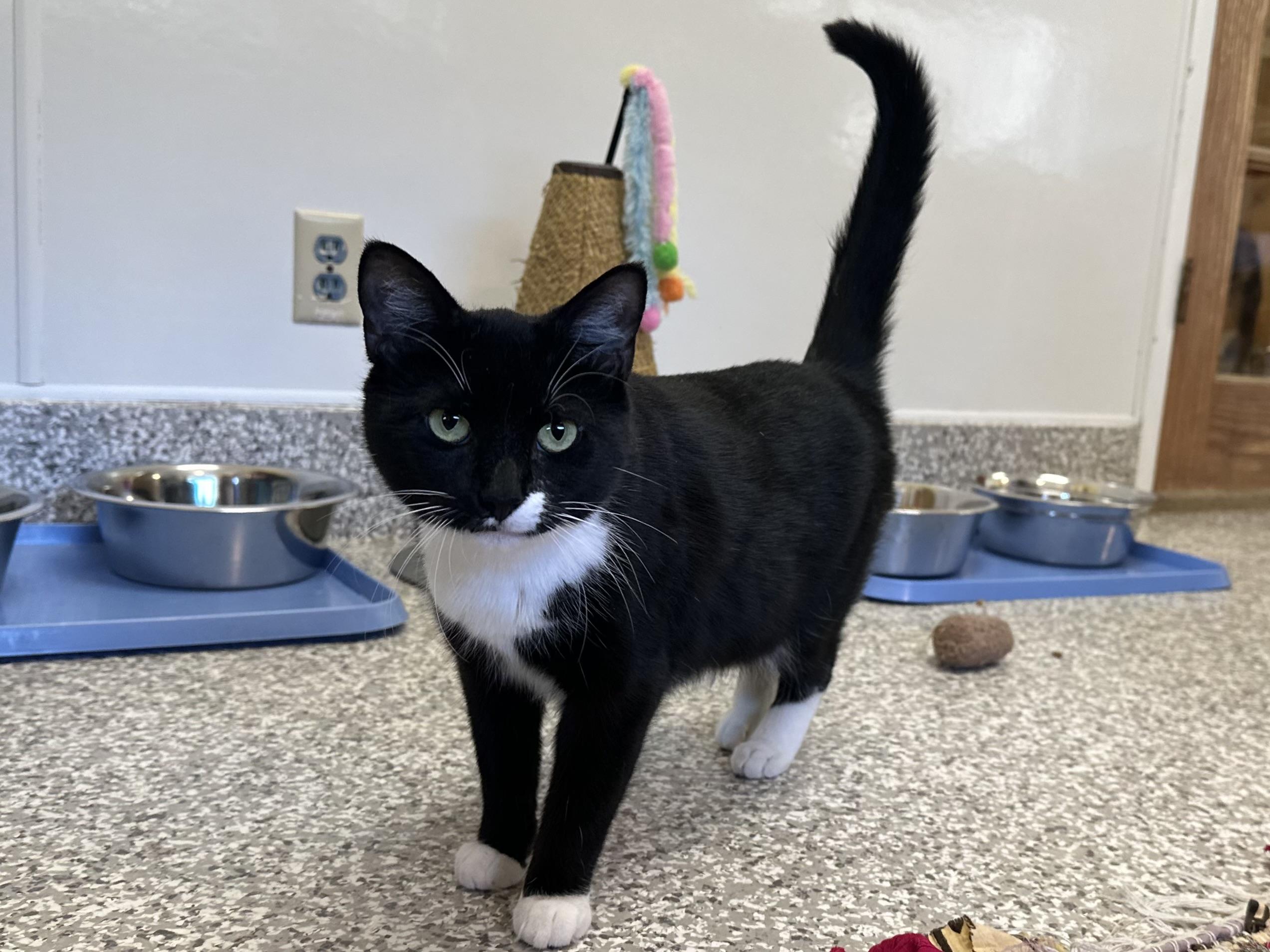 Enlarge Rosie, a ADOPTABLE mixed breed in Chattanooga, TN image 3/4