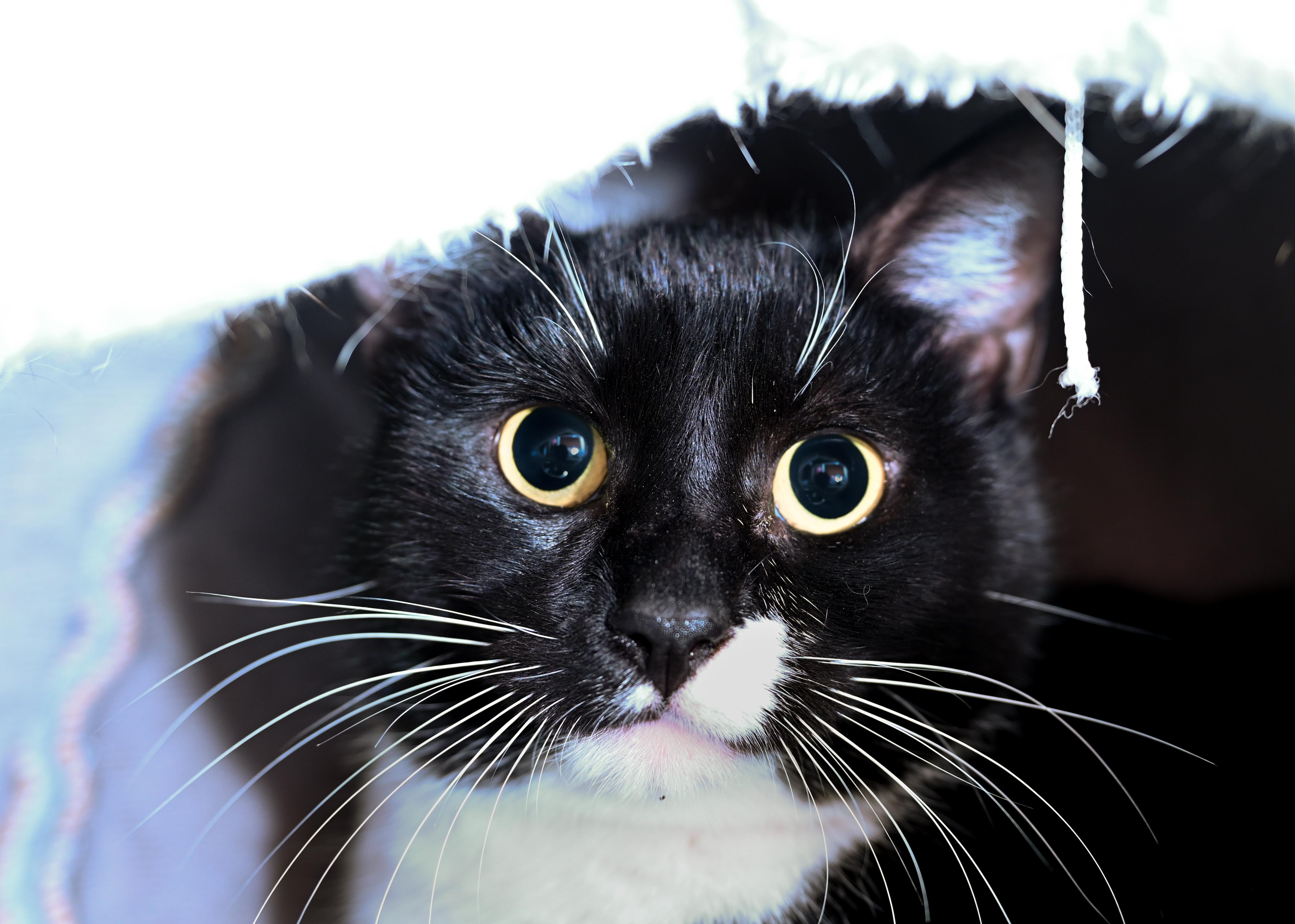 Enlarge Rosie, a ADOPTABLE mixed breed in Chattanooga, TN image 4/4