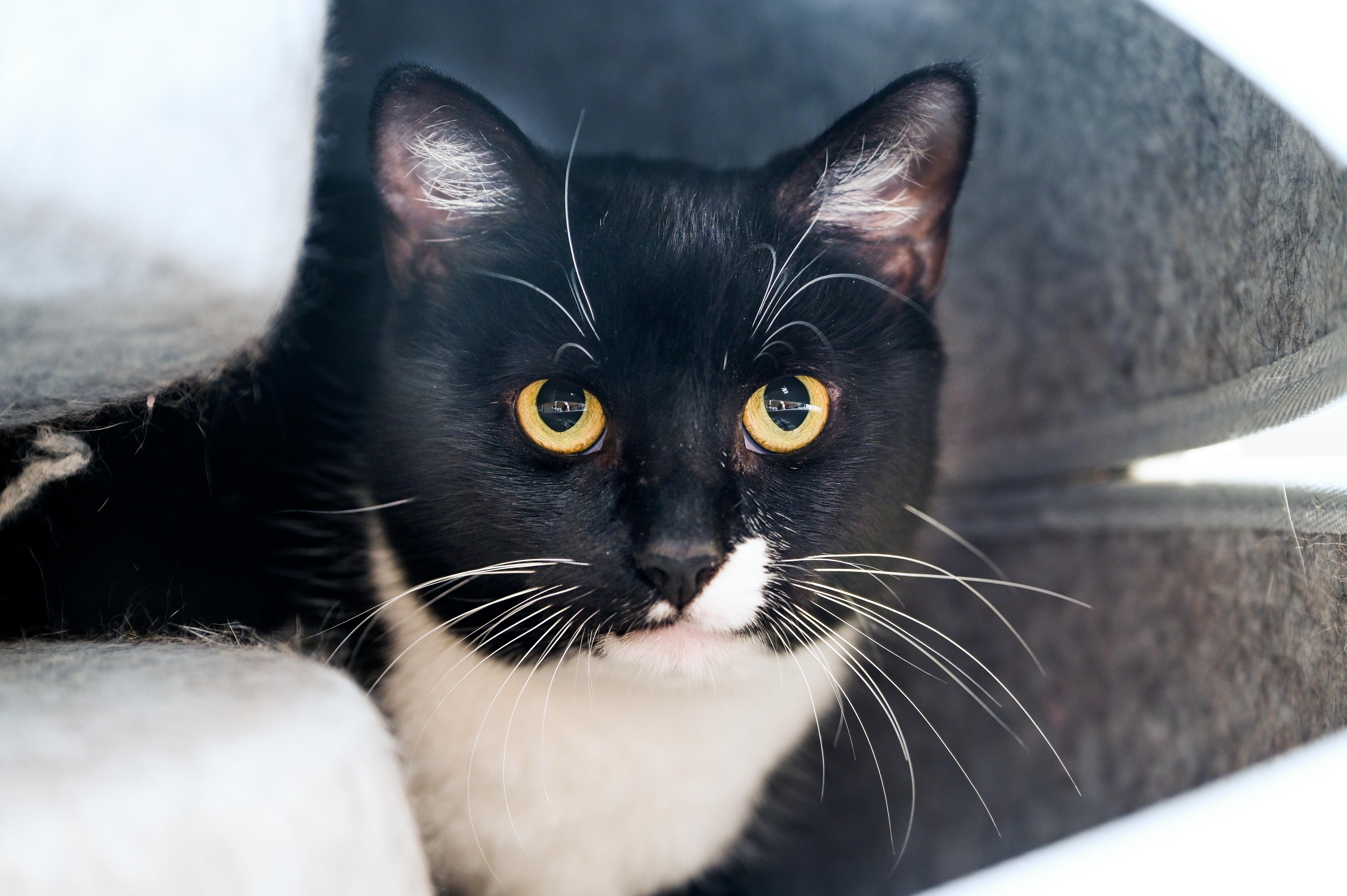 Enlarge Rosie, a ADOPTABLE mixed breed in Chattanooga, TN image 2/4