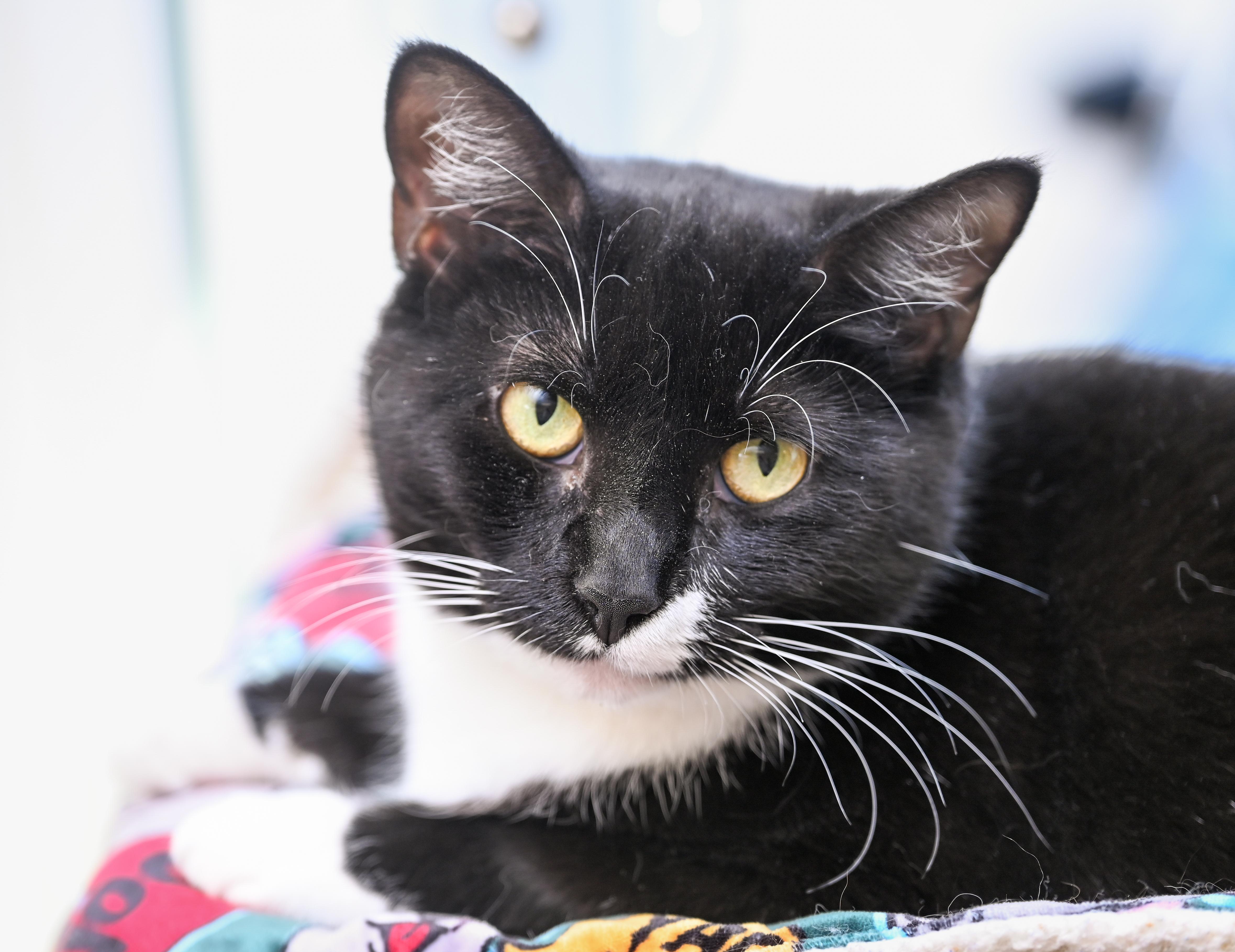 Rosie, ADOPTABLE, Young Female Tuxedo & Domestic Short Hair.